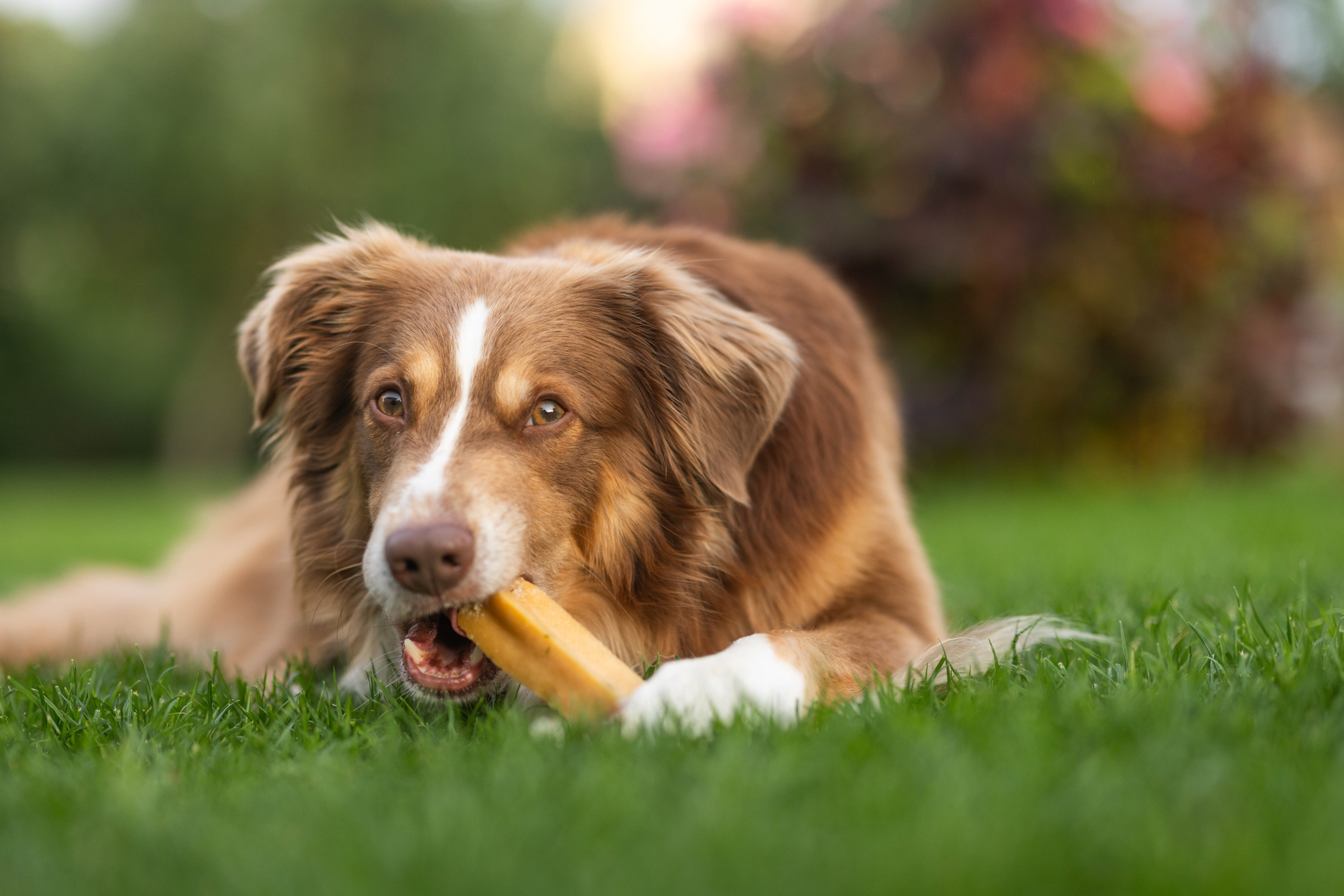 DAUERKAUER Cheese Chew Bones