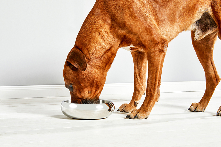  WOLTERS cat & dog GmbH