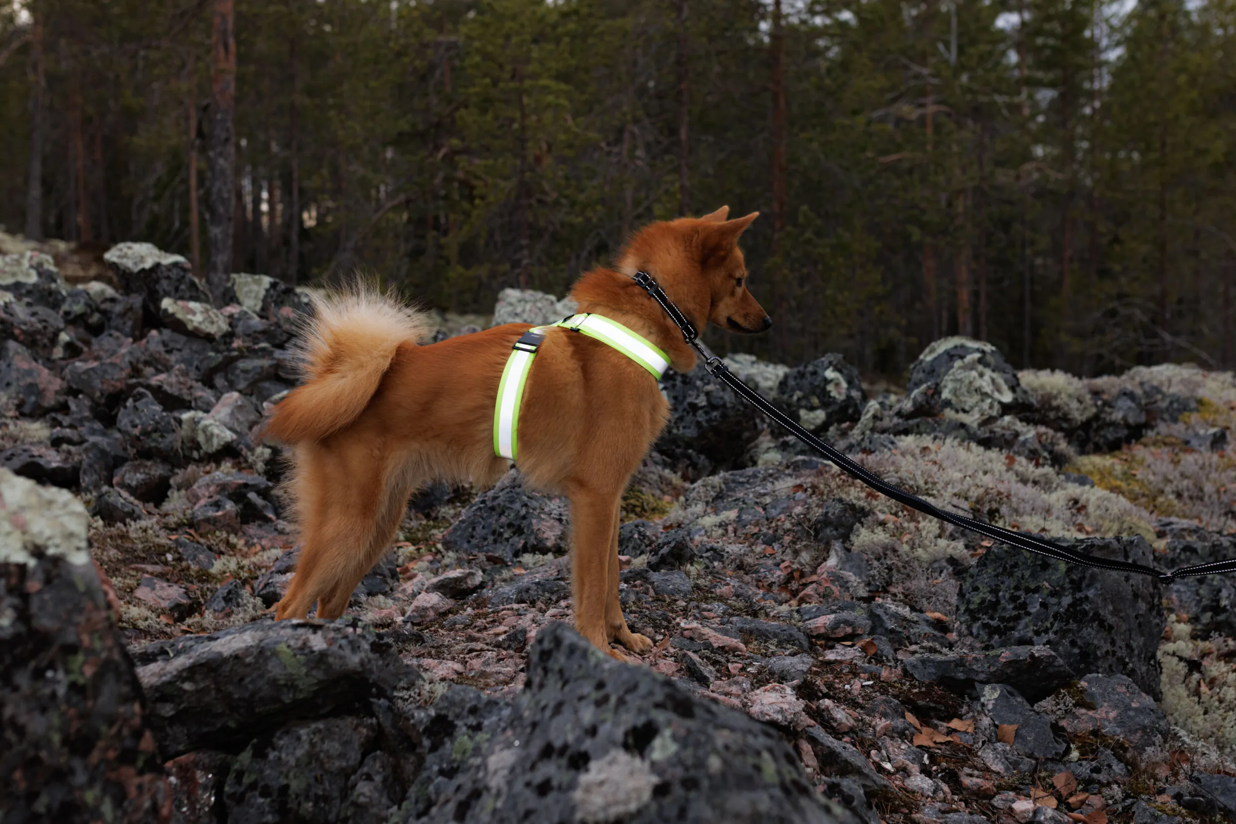 Rukka Pets Note Body Band