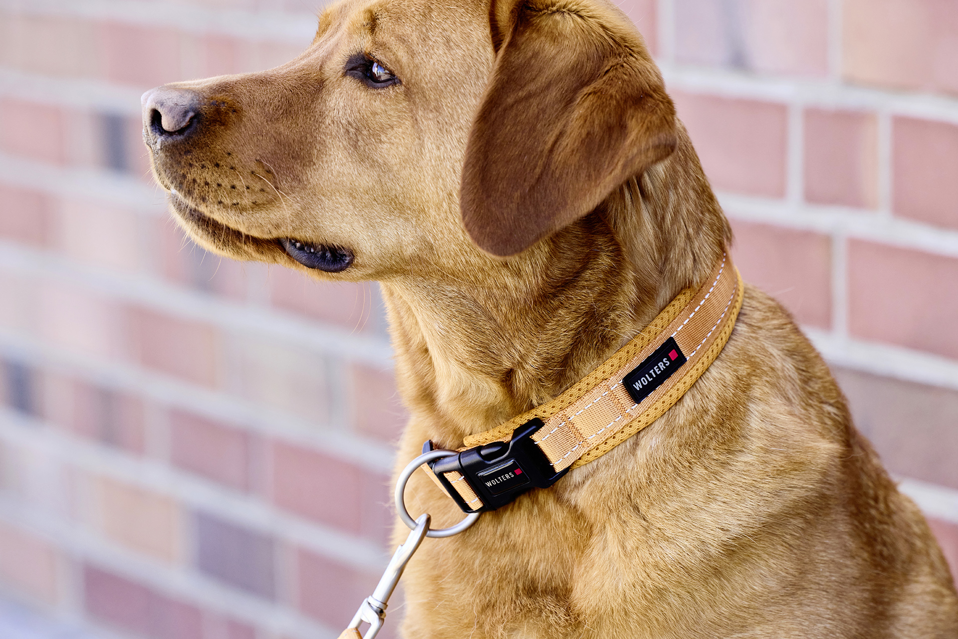 Light Mesh Halsband WOLTERS cat & dog GmbH