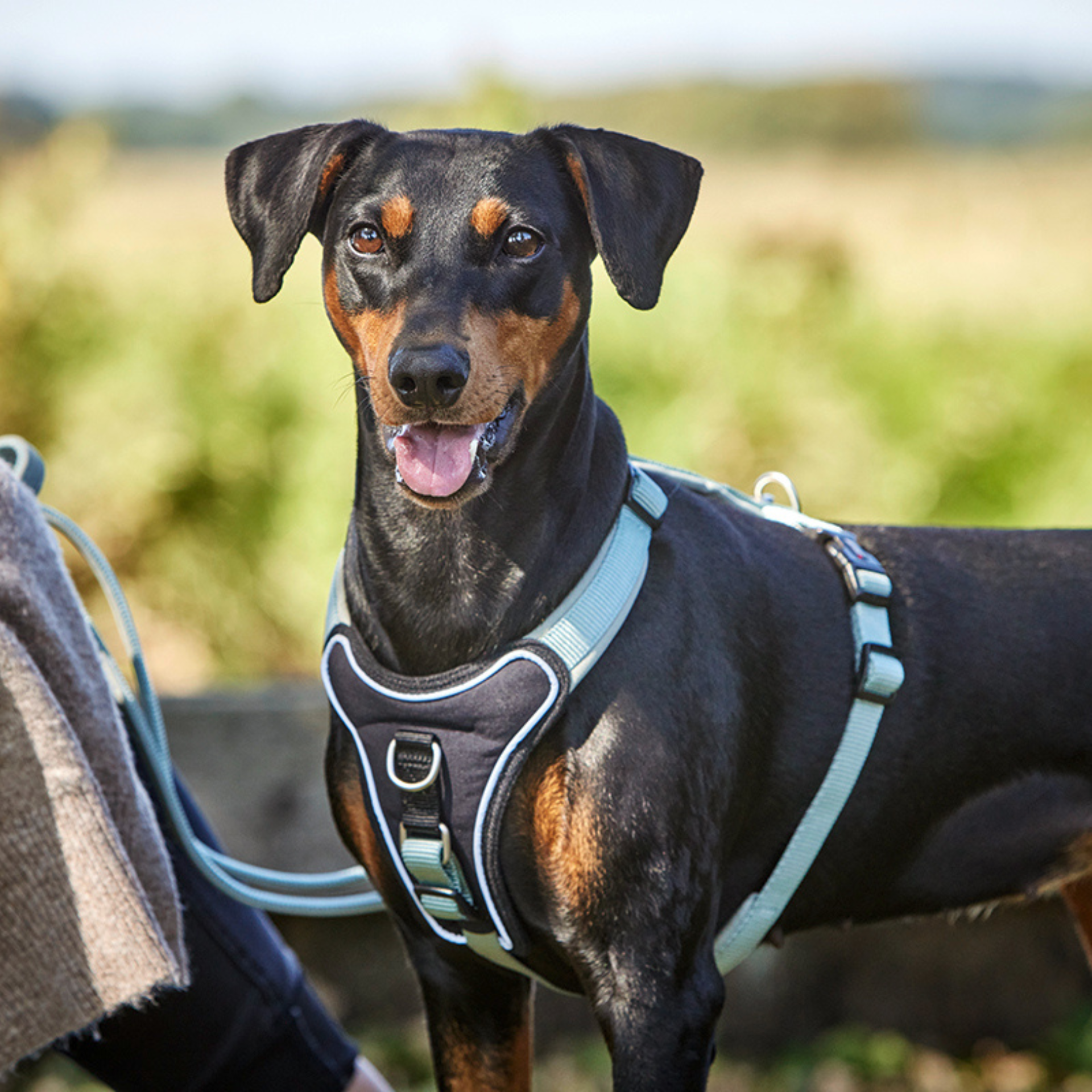 Hunde-Produkte im Onlineshop