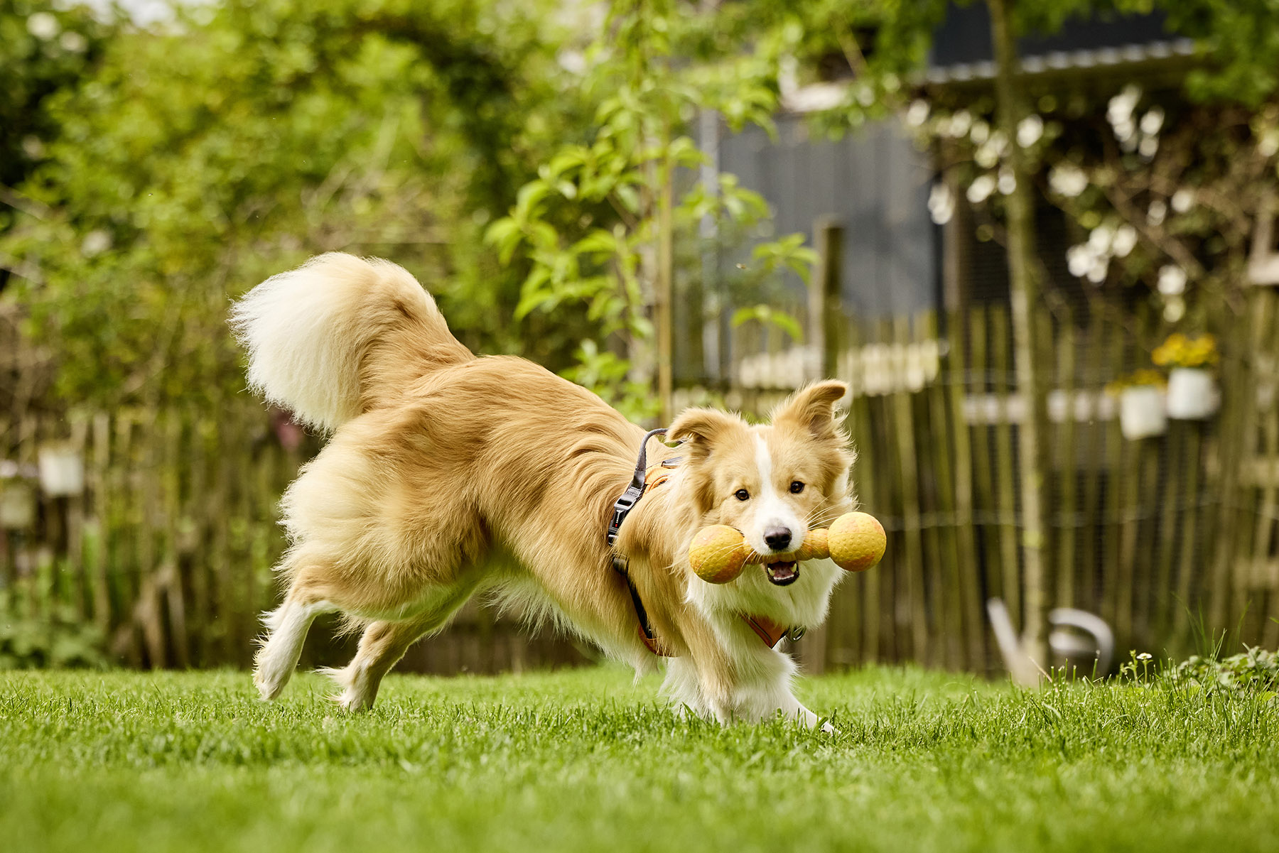 Dog Fun Gym
