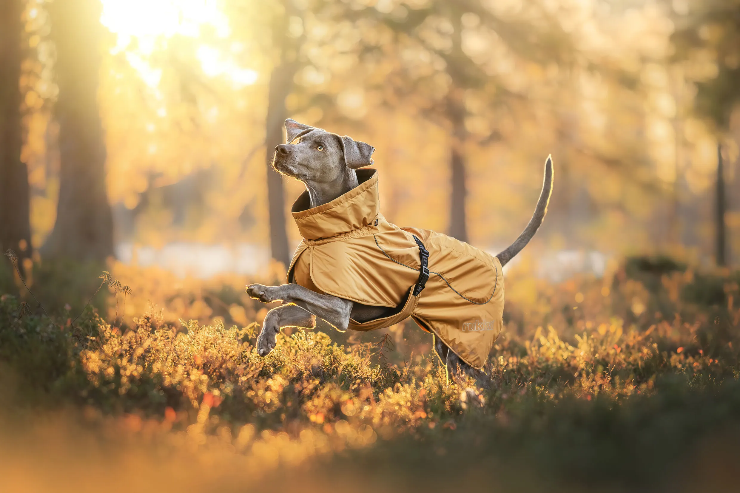 RUKKA Pets Winter Jacket Stormy