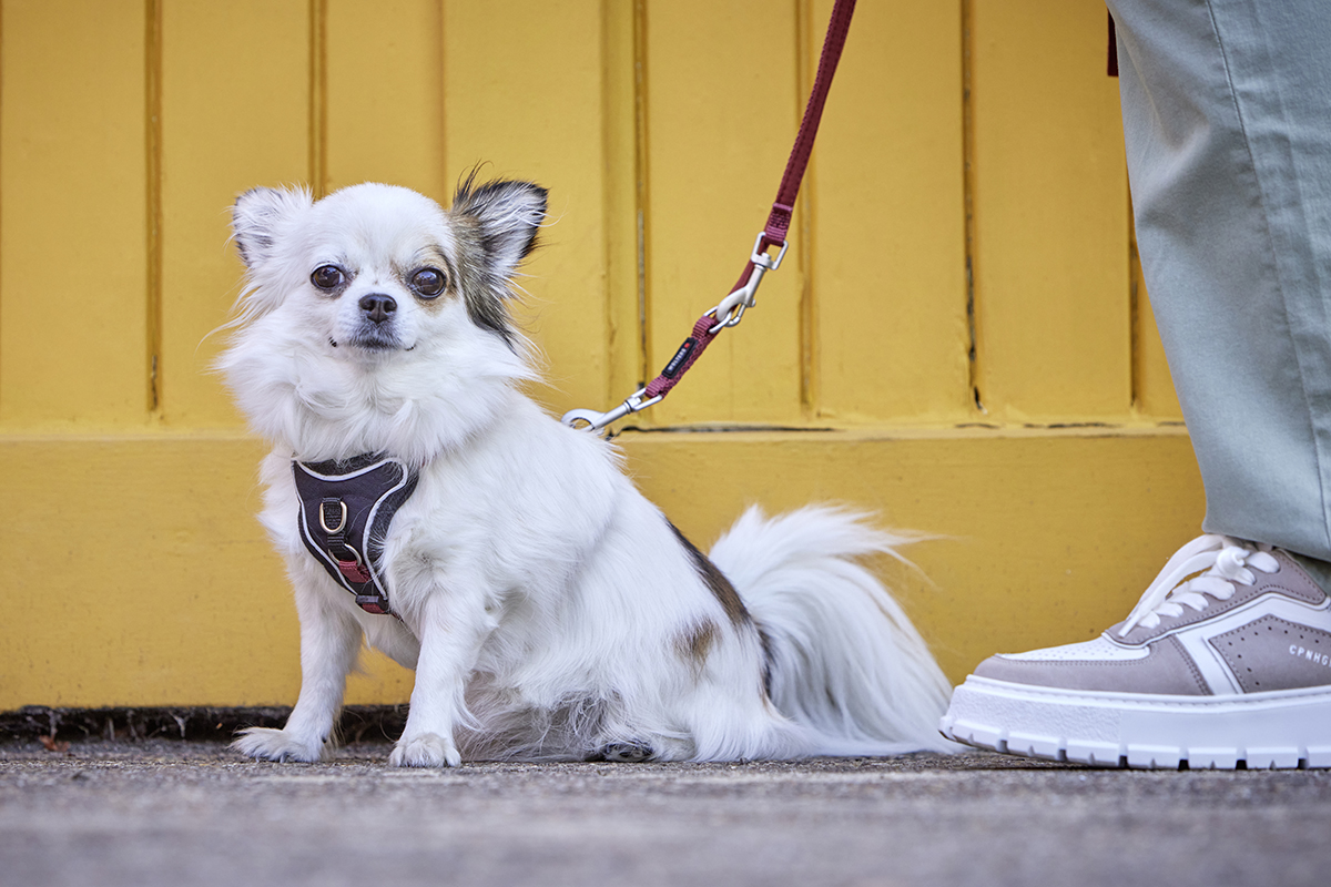 Tierbedarf WOLTERS cat & dog GmbH