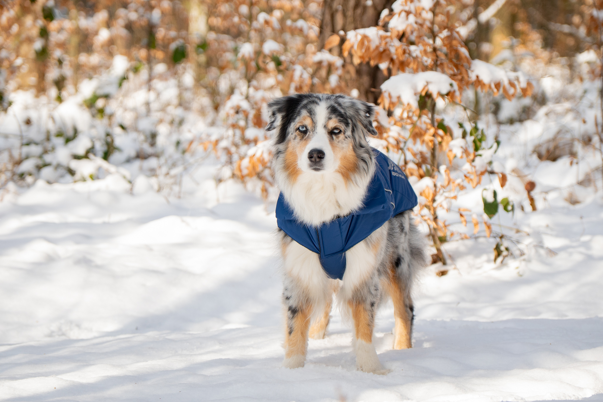 Dogz-Wear Ski Jacket