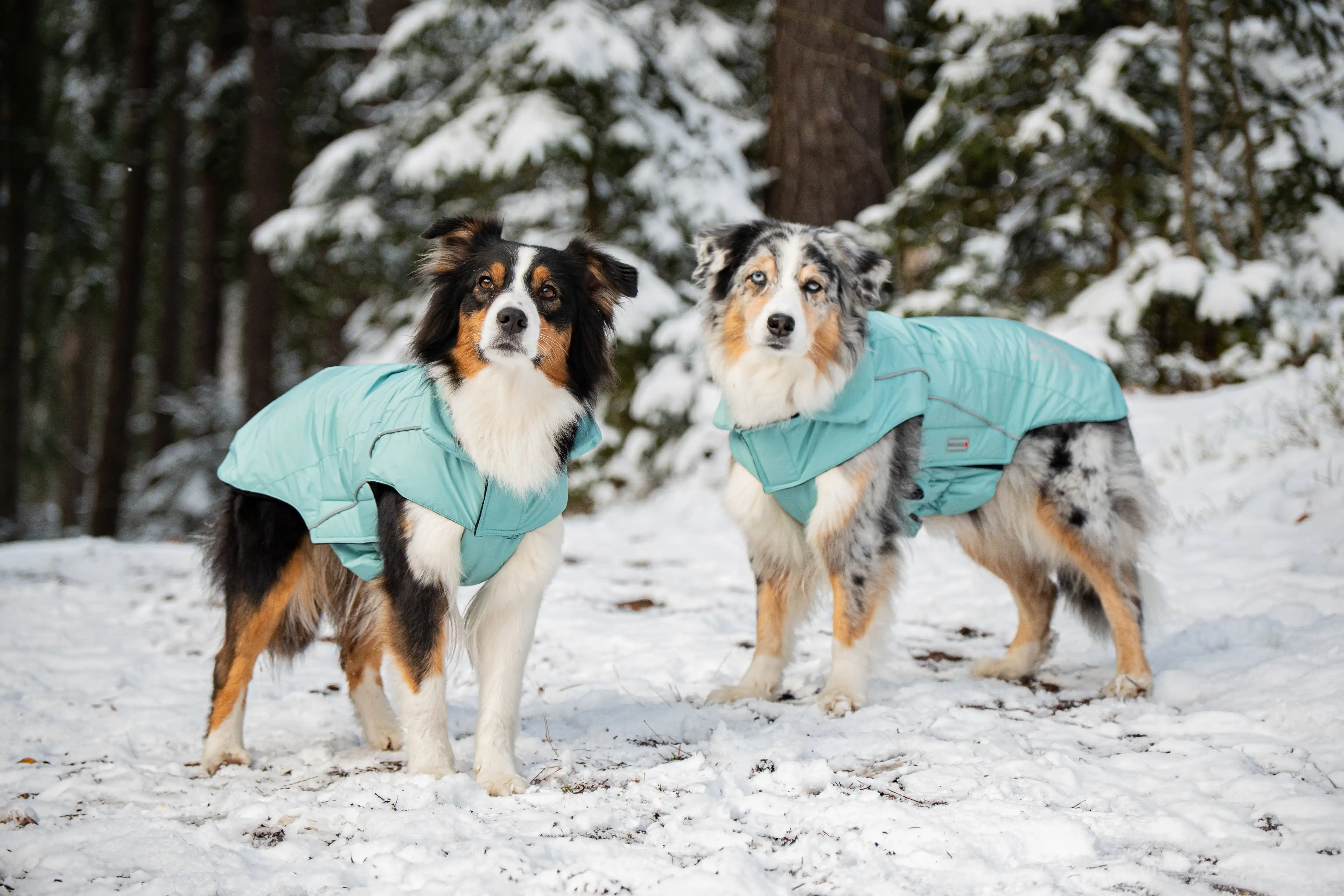 Skijacke Dogz-Wear