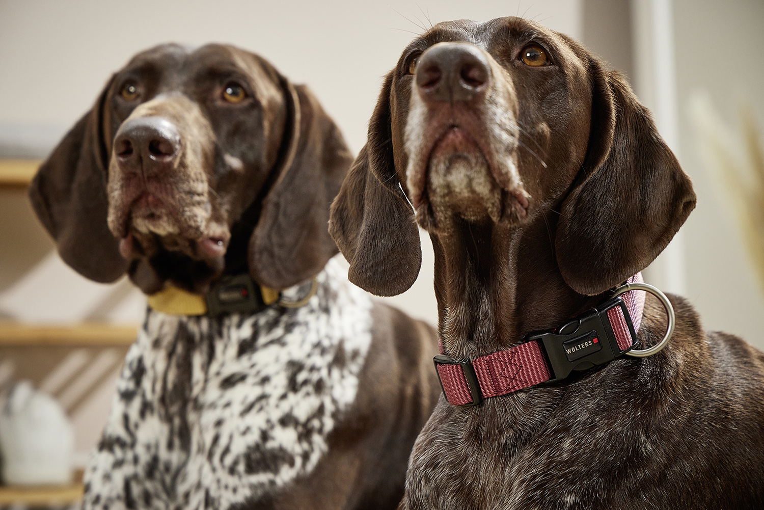 Professional Halsband WOLTERS cat & dog GmbH