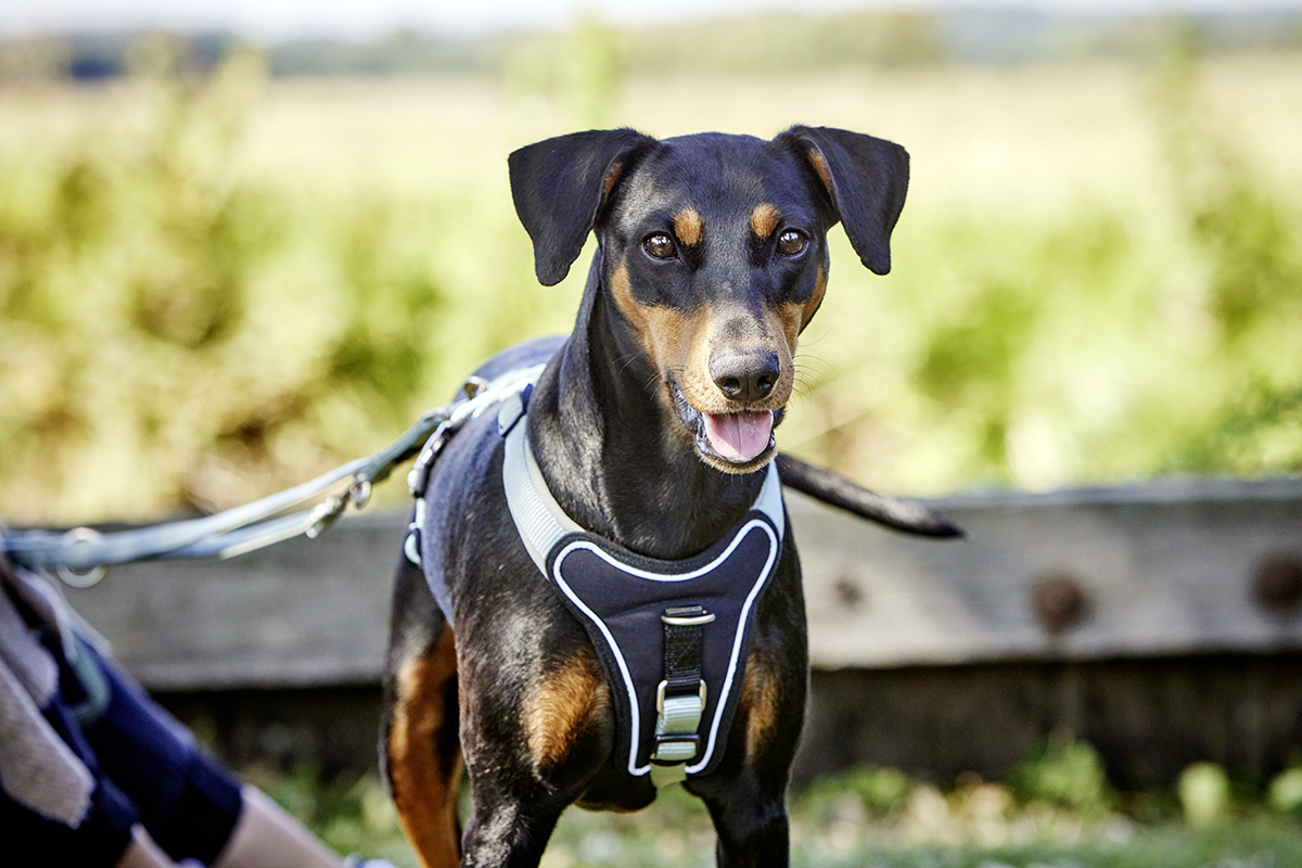 Professional Comfort Harness