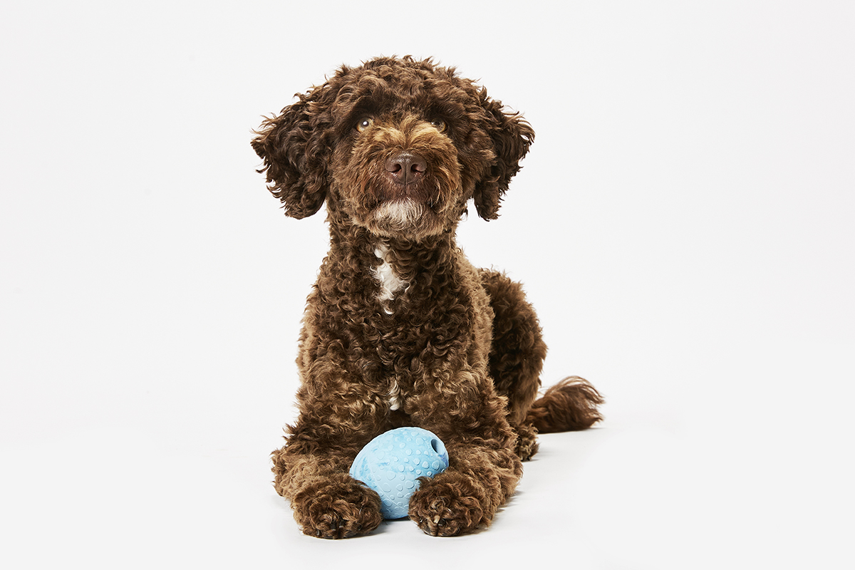  WOLTERS cat & dog GmbH