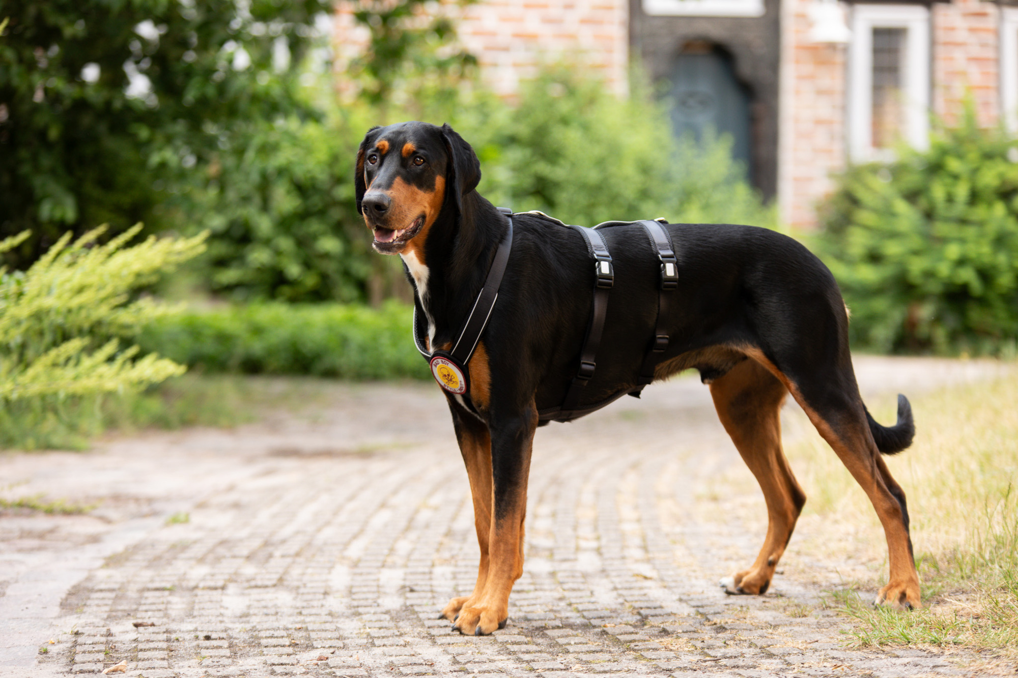 StyleSnout Patch&Safe Sicherheitsgeschirr WOLTERS cat & dog GmbH