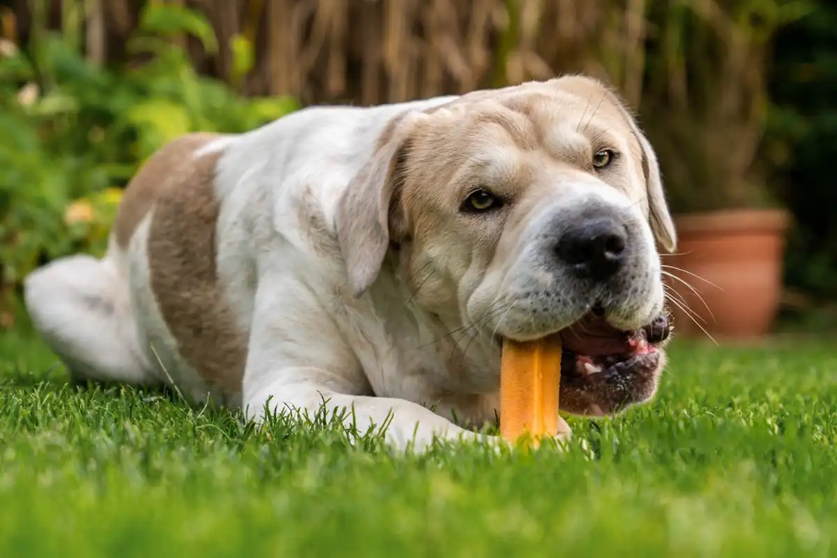 leckerli hunde Dauerkauer Käse Knochen