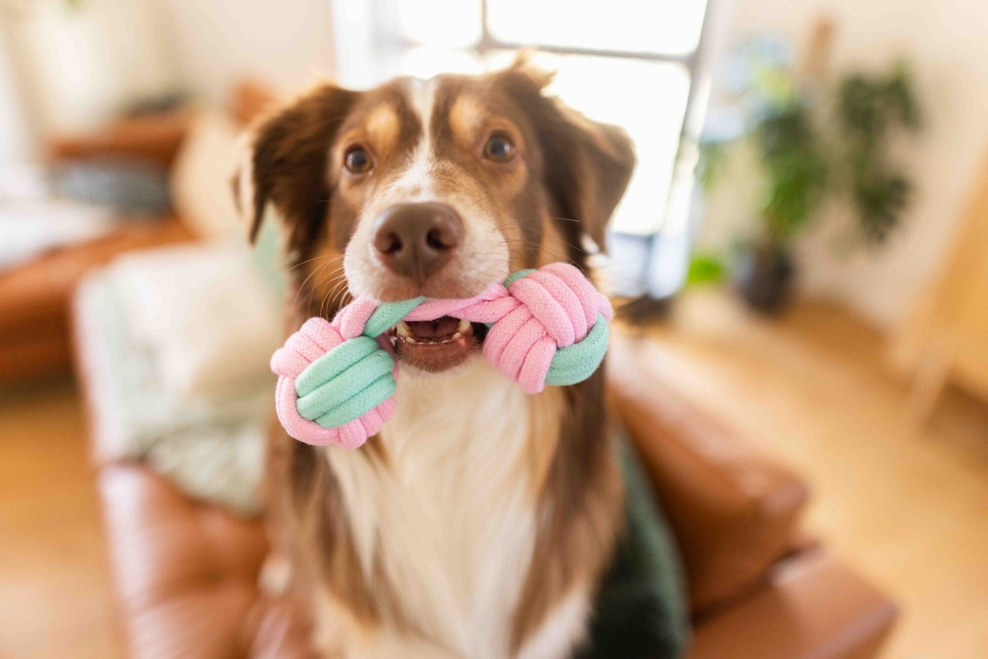 Lucky-Pet DENTA Baumwoll-Spielzeug – Hantel