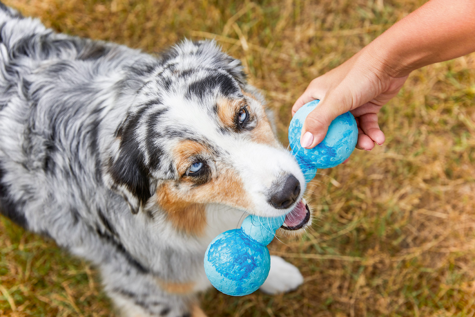 Dog Fun Gym