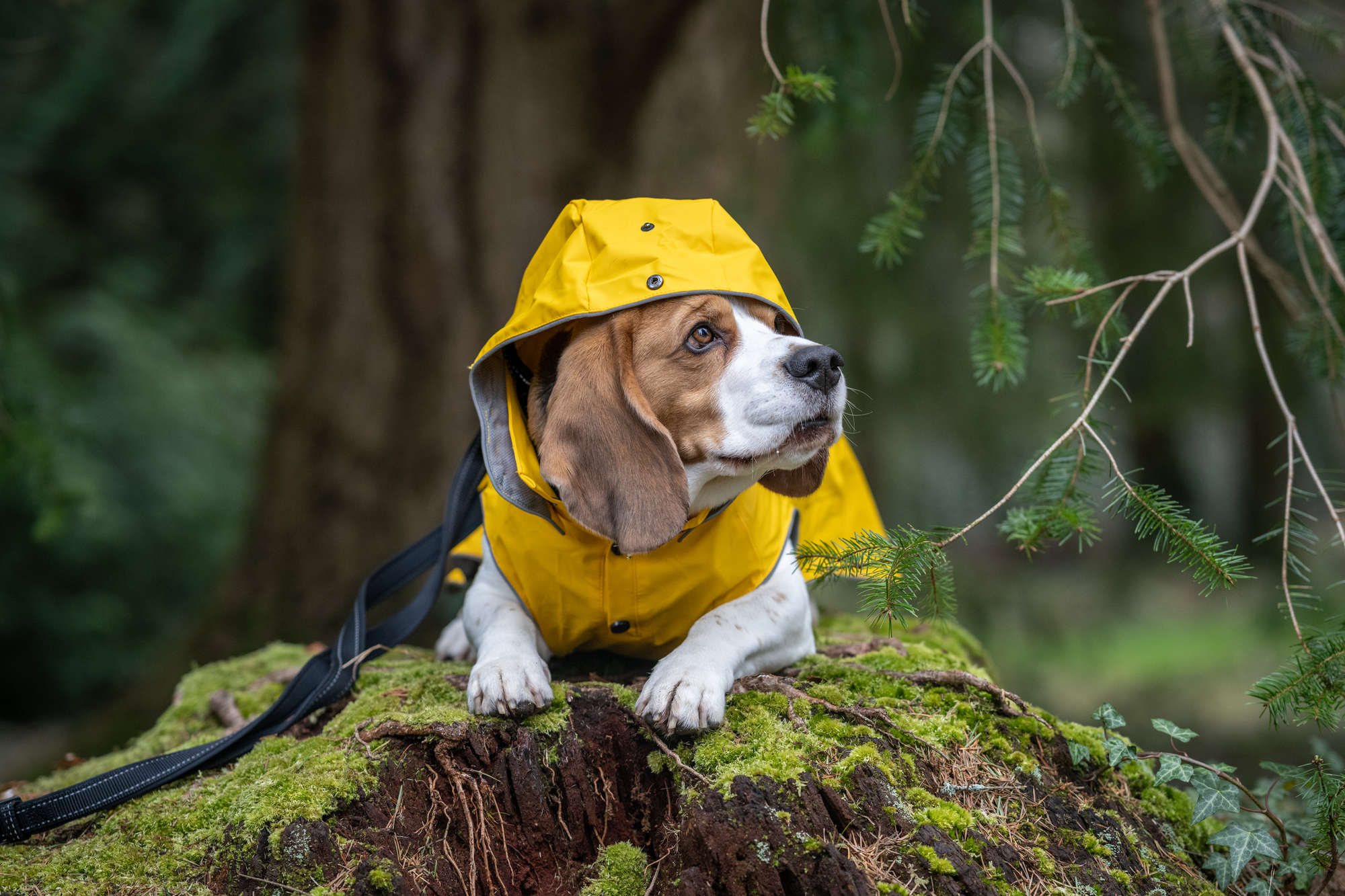 RUKKA Pets Raincoat Stream