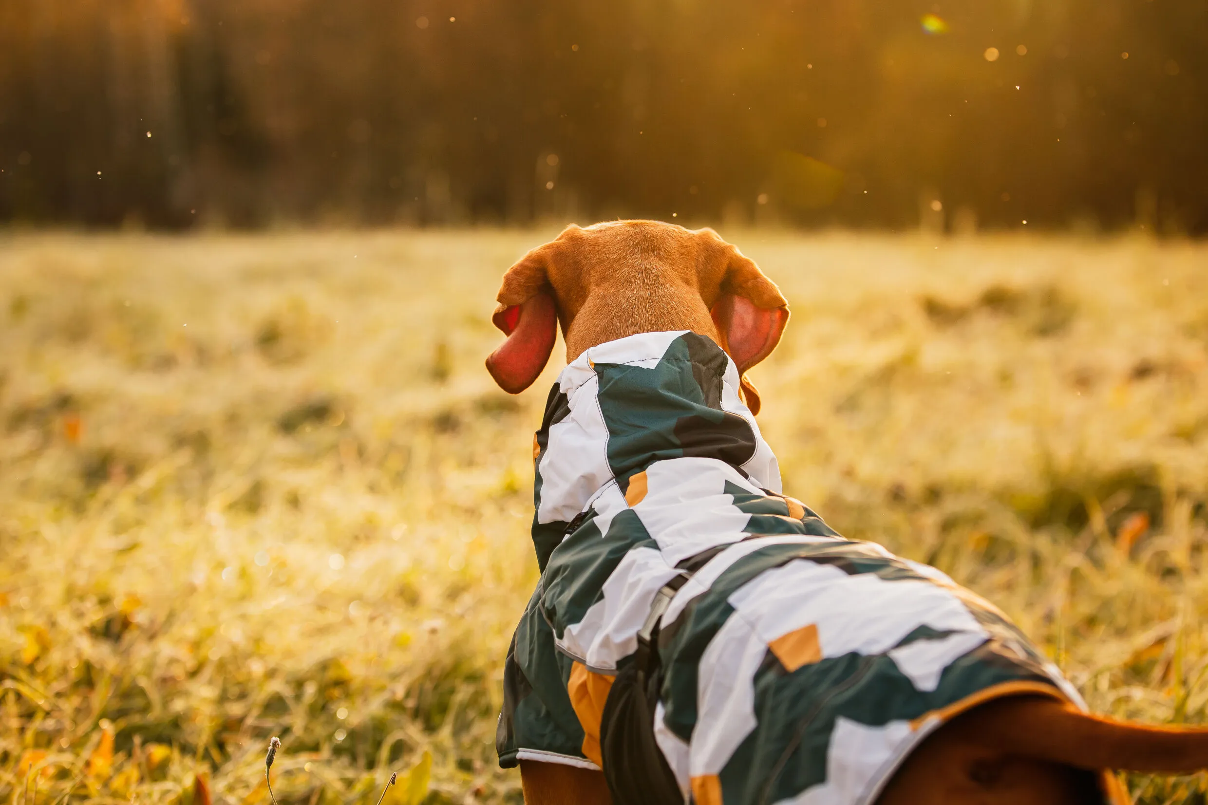 RUKKA Pets Winter Jacket Stormy