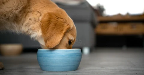 Erstausstattung für einen Welpen