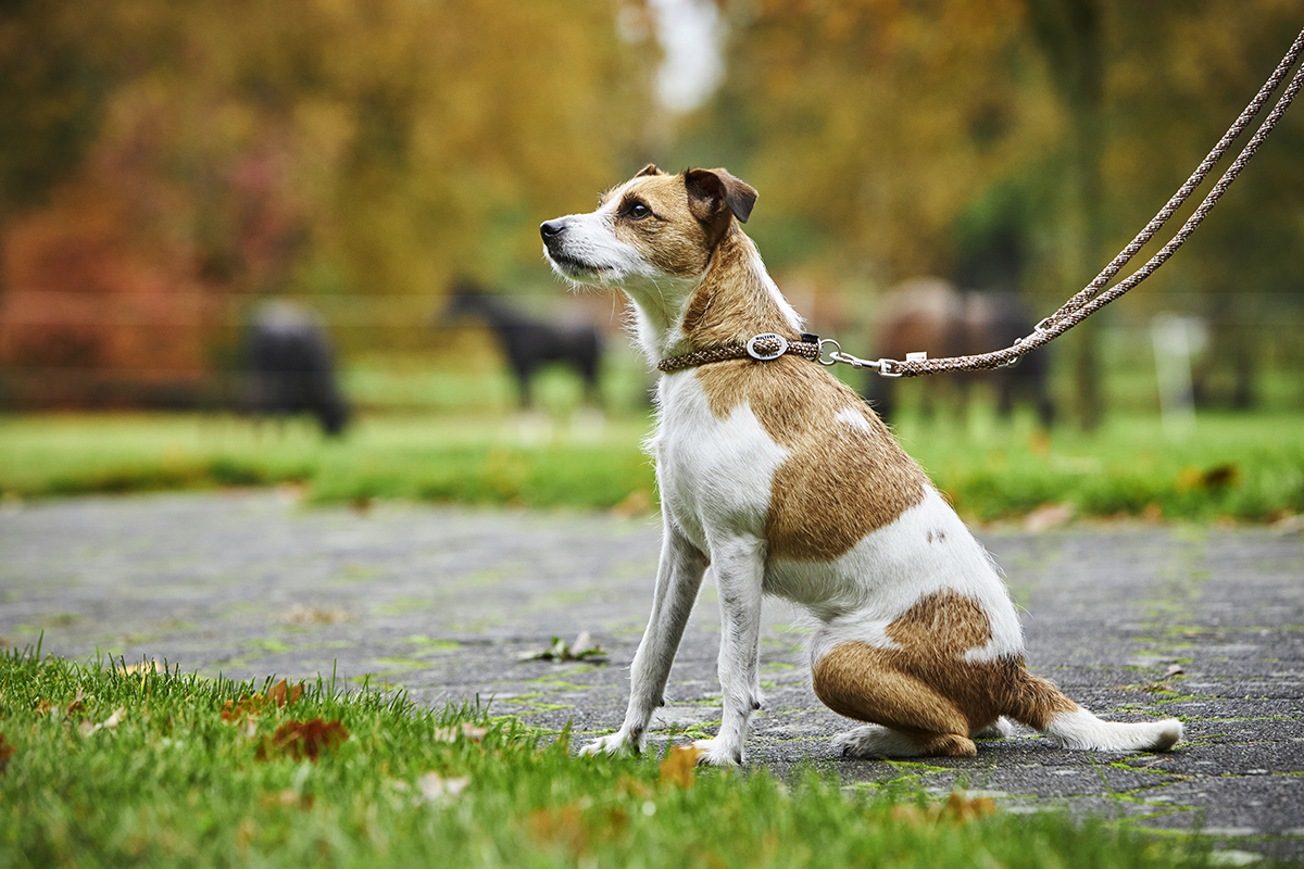 Everest Rope Lead
