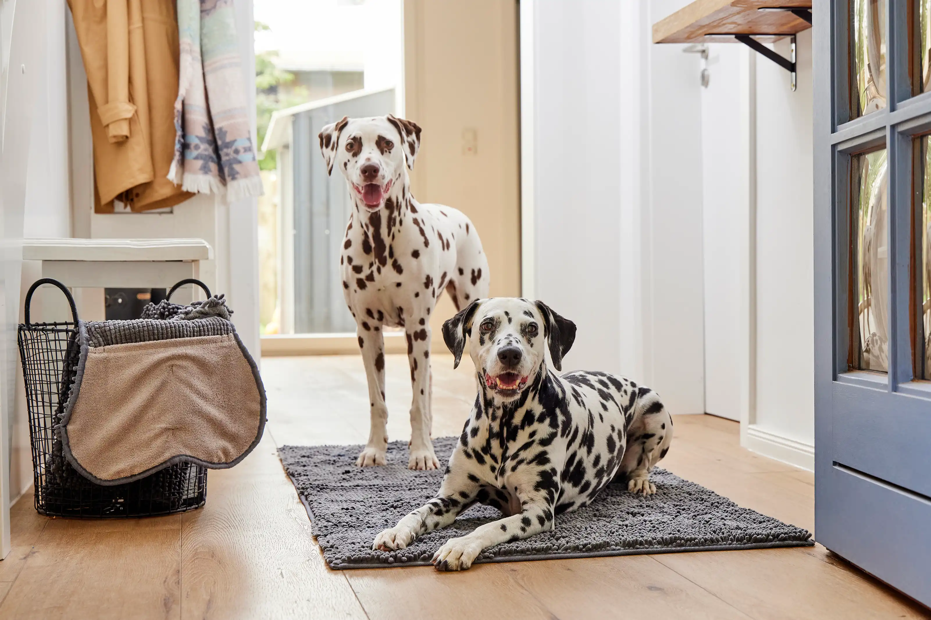 Wolters Easy Rain Regenjacke Hund - Wasserdichte Jacke Mit Reflektoren Salbeigrün