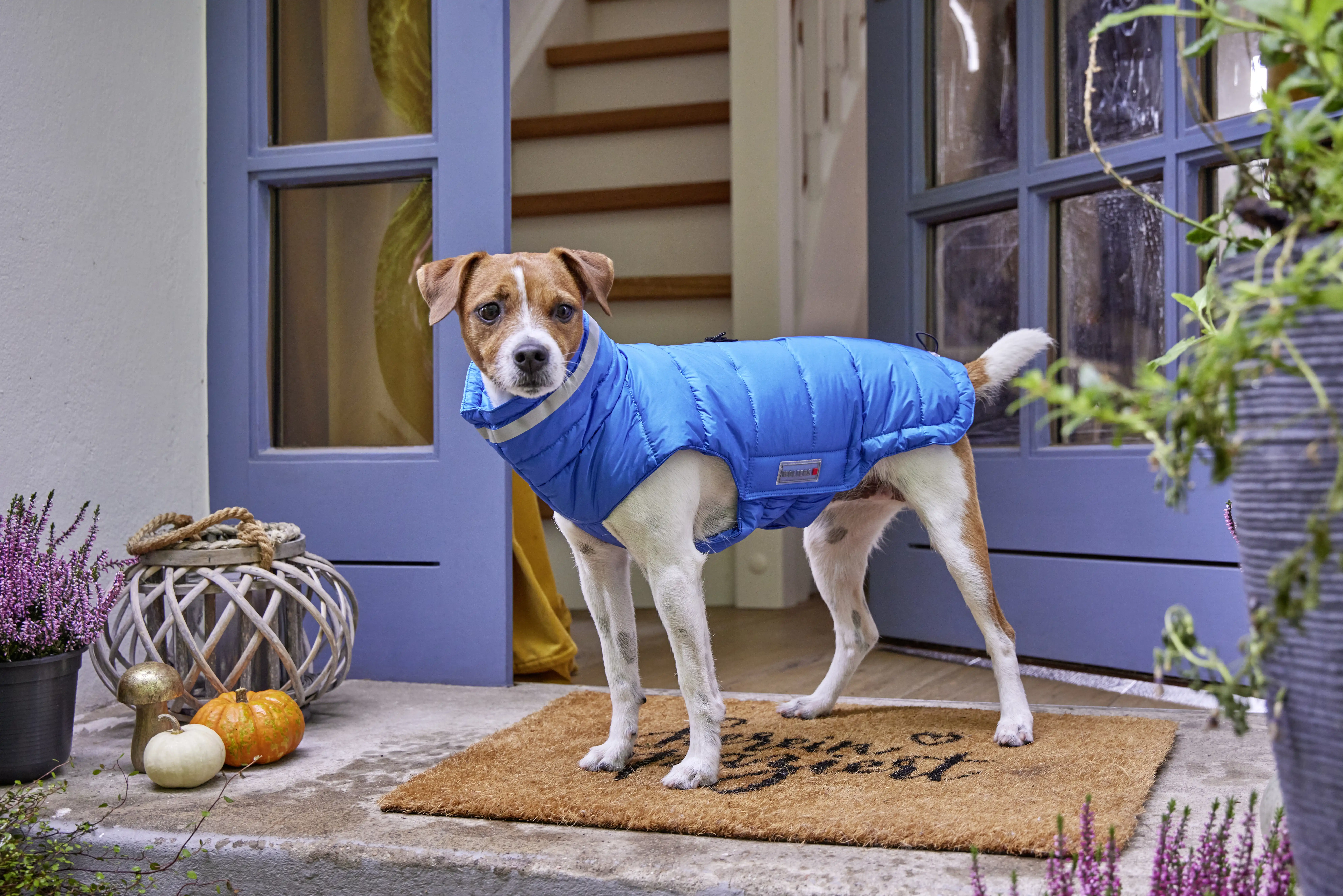Hundebekleidung Auswahl | WOLTERS cat & dog GmbH