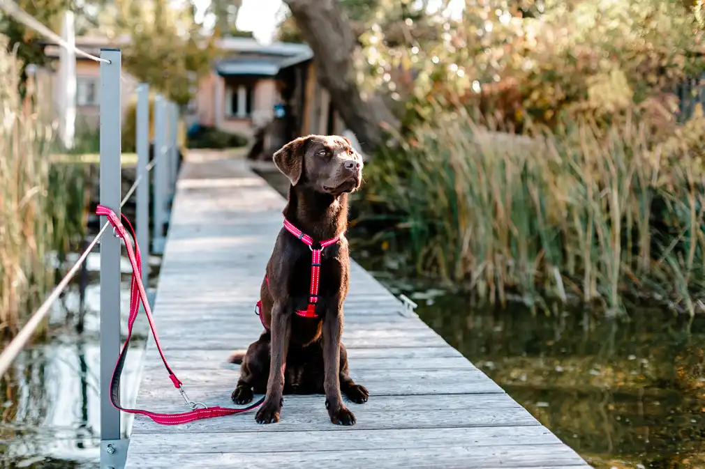 Soft & Safe Guide Leash