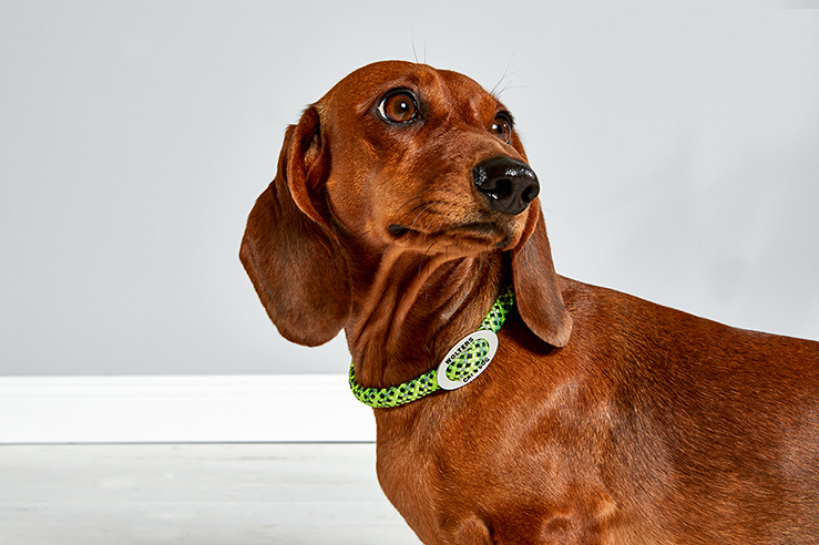 Everest-Tauprogramm Schlupfhalsband WOLTERS cat & dog GmbH