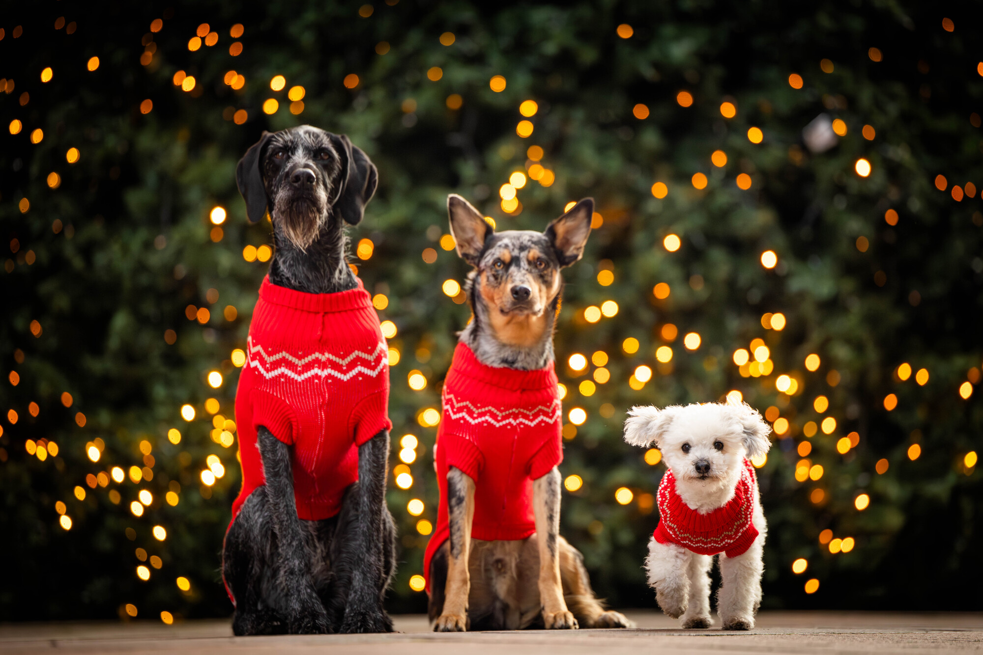 Rudi Knitted Jumper