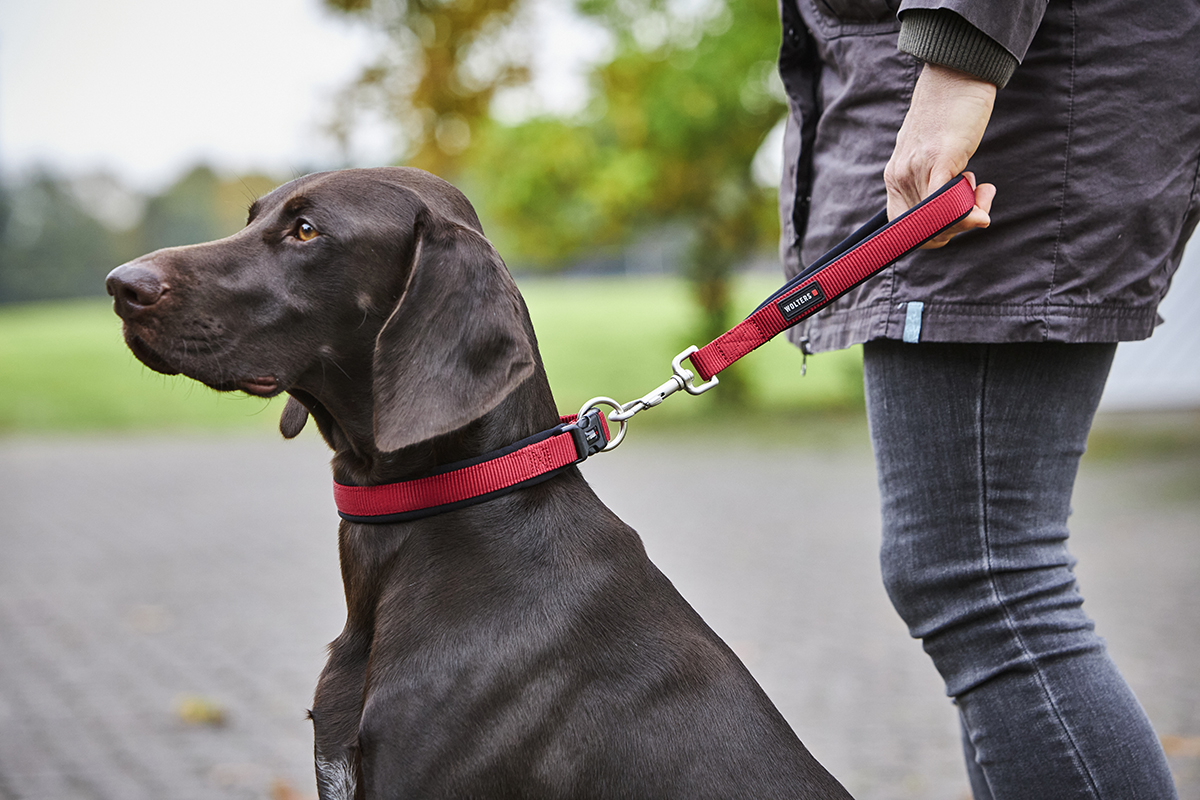 Professional Comfort Short Lead – long