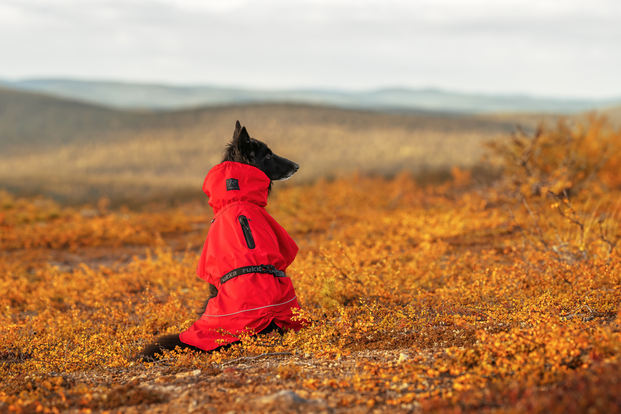 RUKKA Pets Raincoat Hayton X