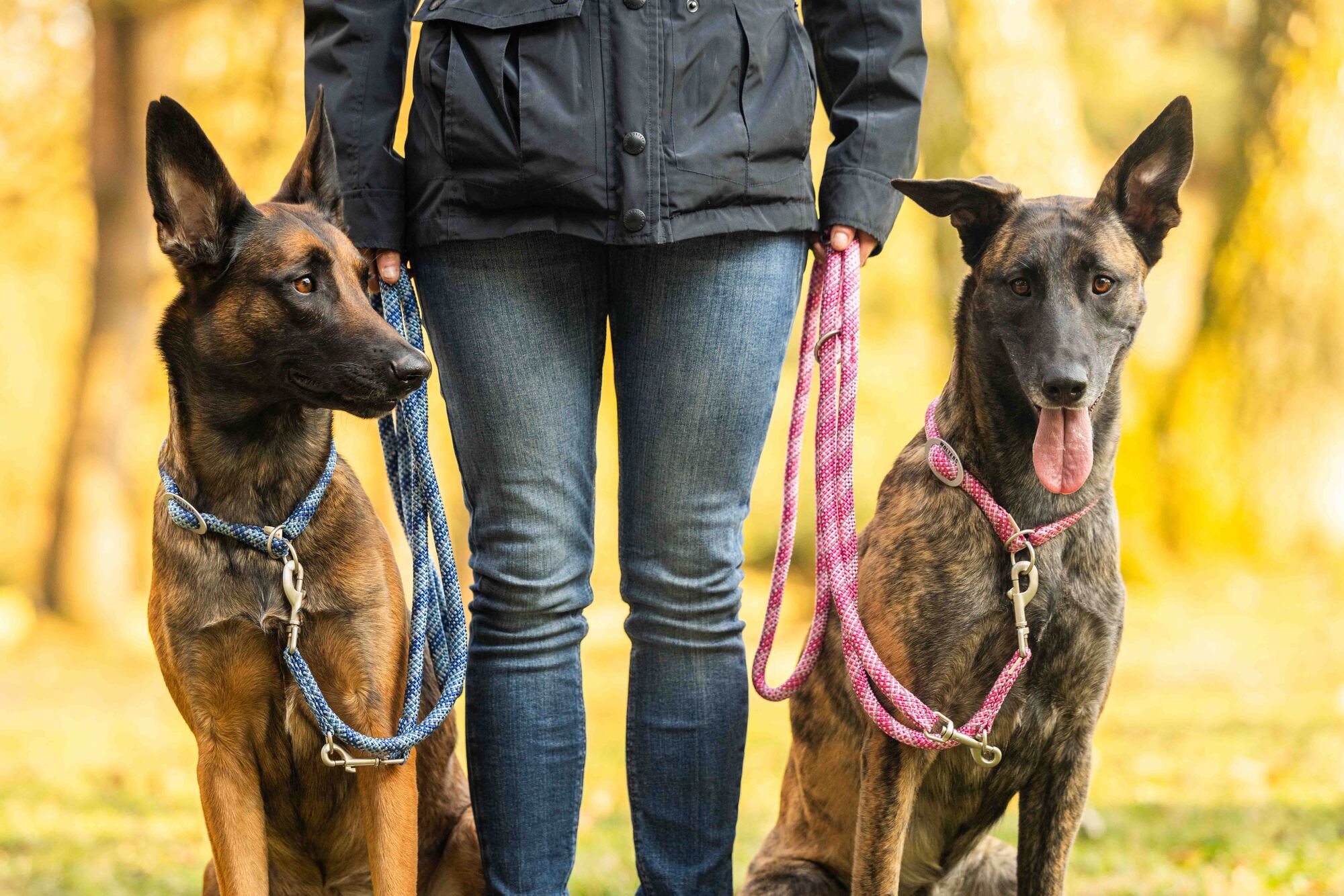 Everest-Tauprogramm Führleine WOLTERS cat & dog GmbH