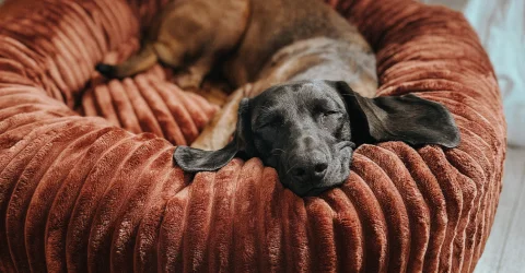 Ruhige Hunde, glückliche Familien – Entspannung im Hundeleben fördern