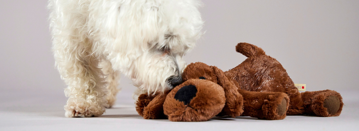 Tierbedarf WOLTERS cat & dog GmbH