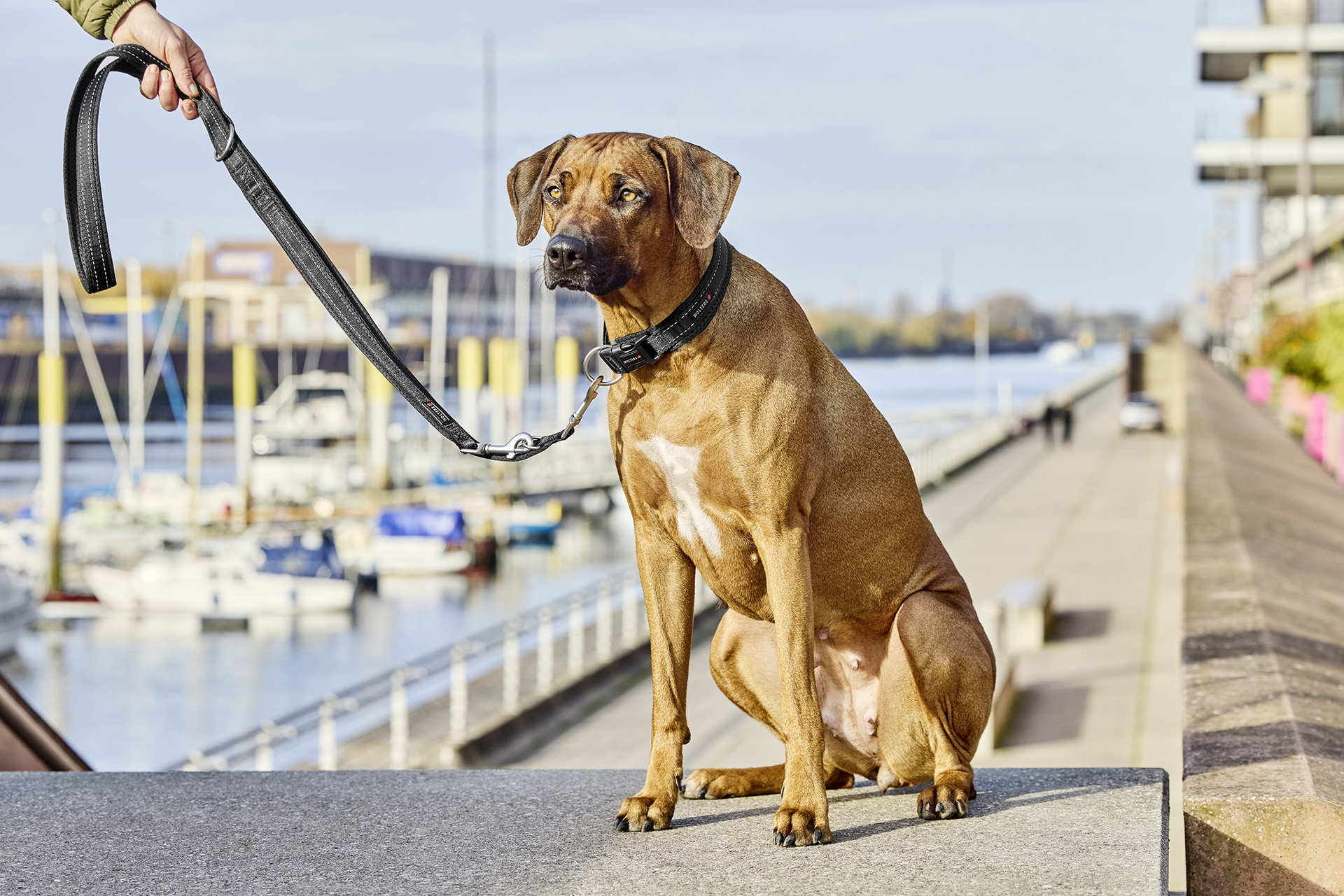 Light Mesh dog lead