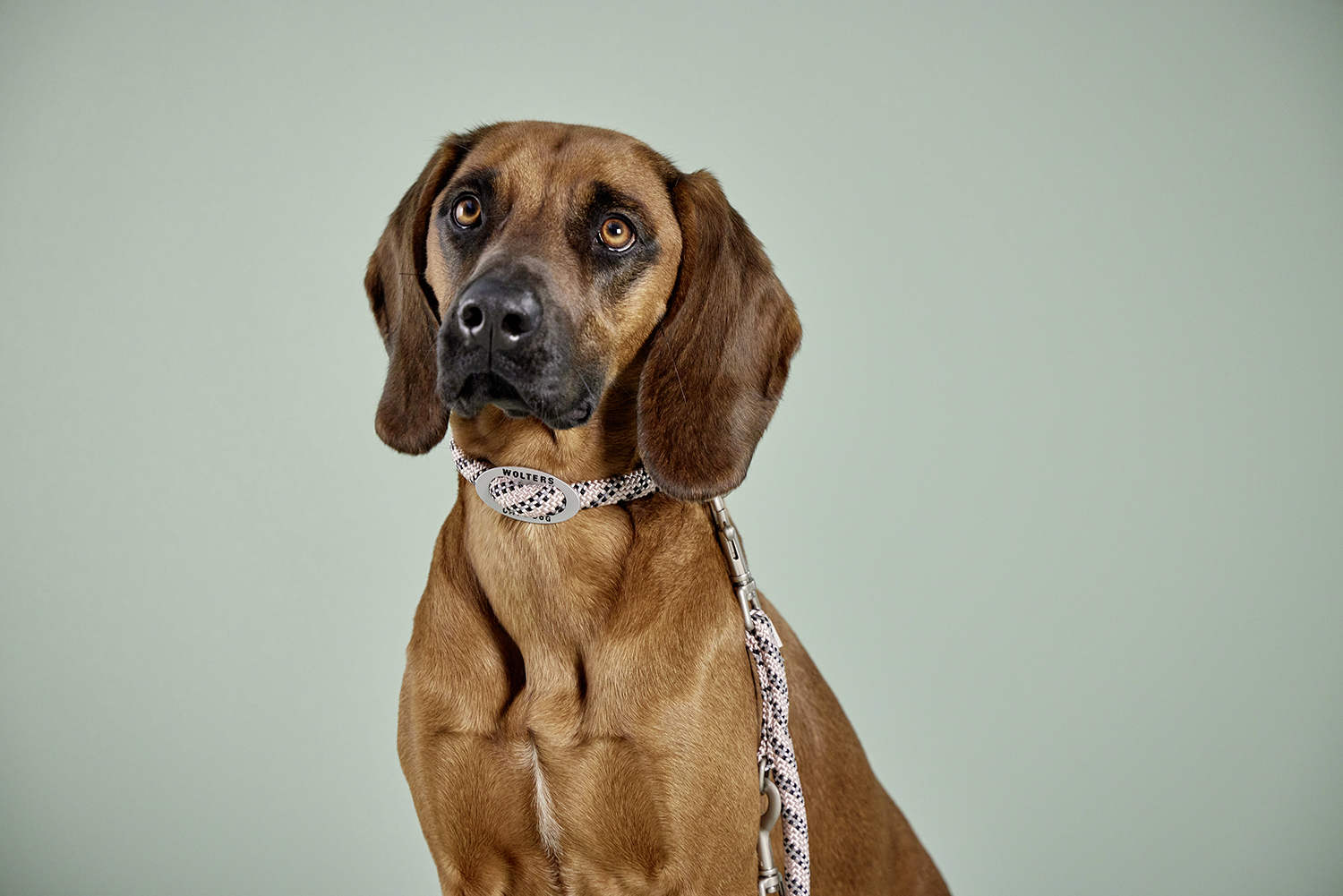 Everest-Tauprogramm Schlupfhalsband WOLTERS cat & dog GmbH