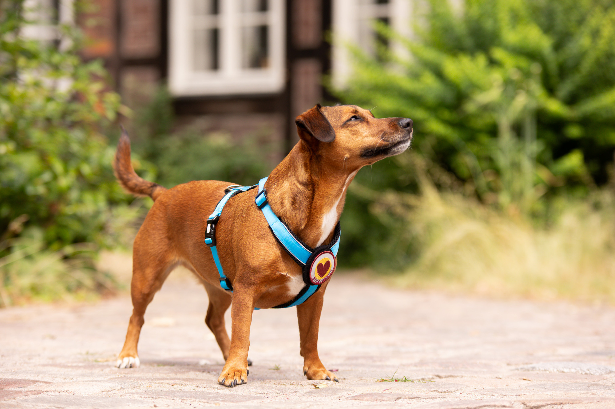 StyleSnout Patch&Style Harness