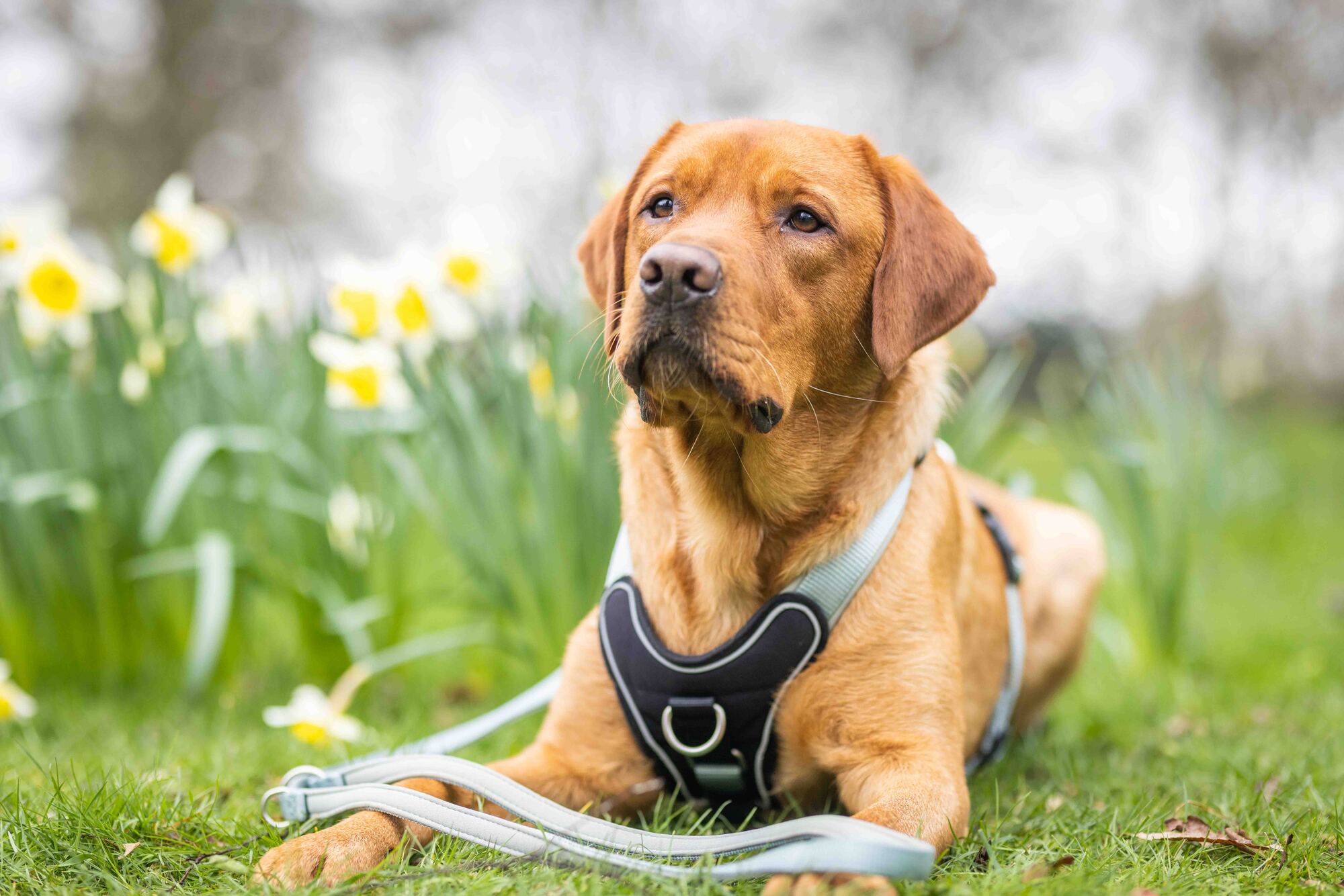 Professional Comfort Harness