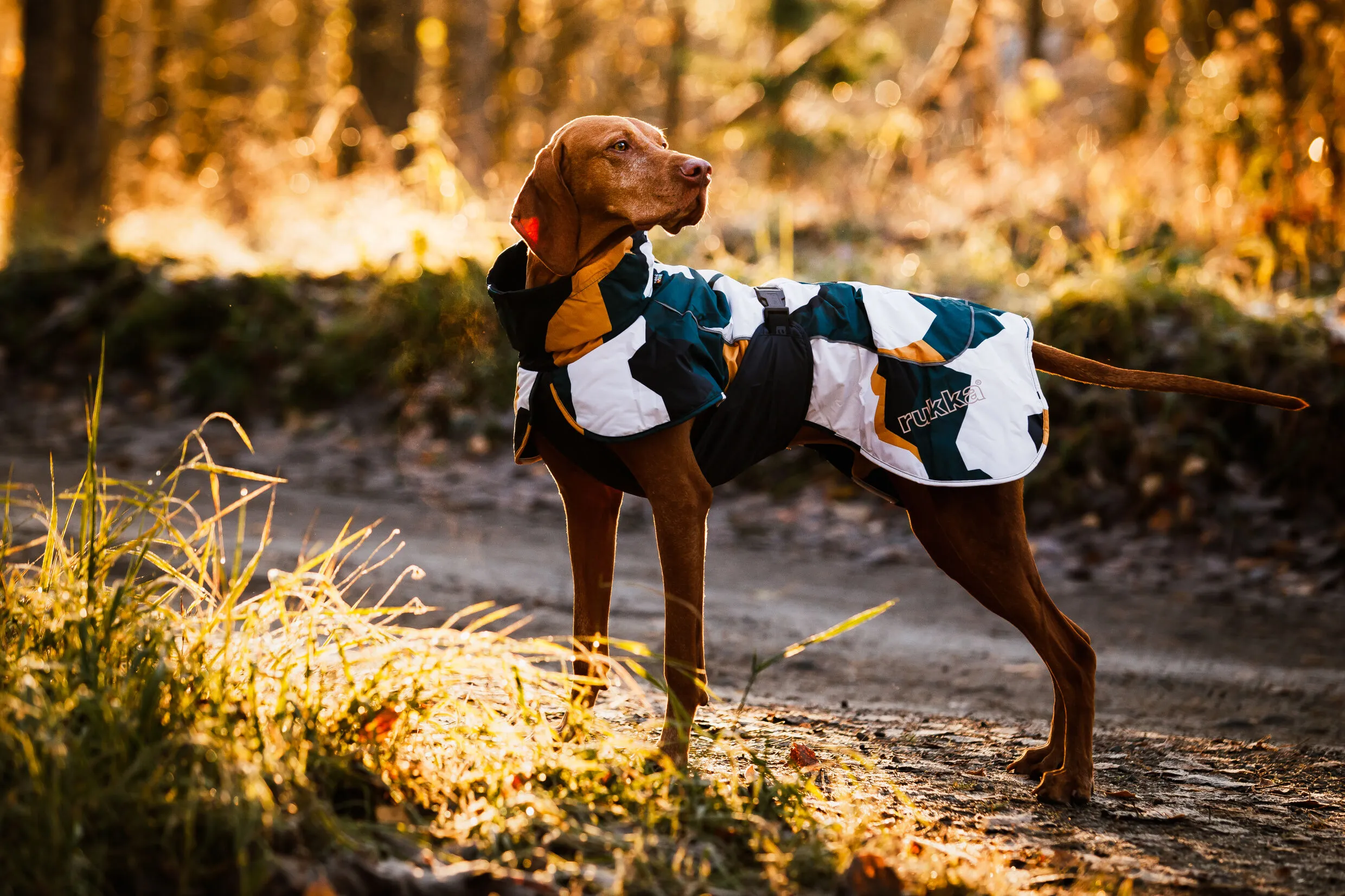 Rukka Pets Winterjacke Stormy Print WOLTERS cat & dog GmbH