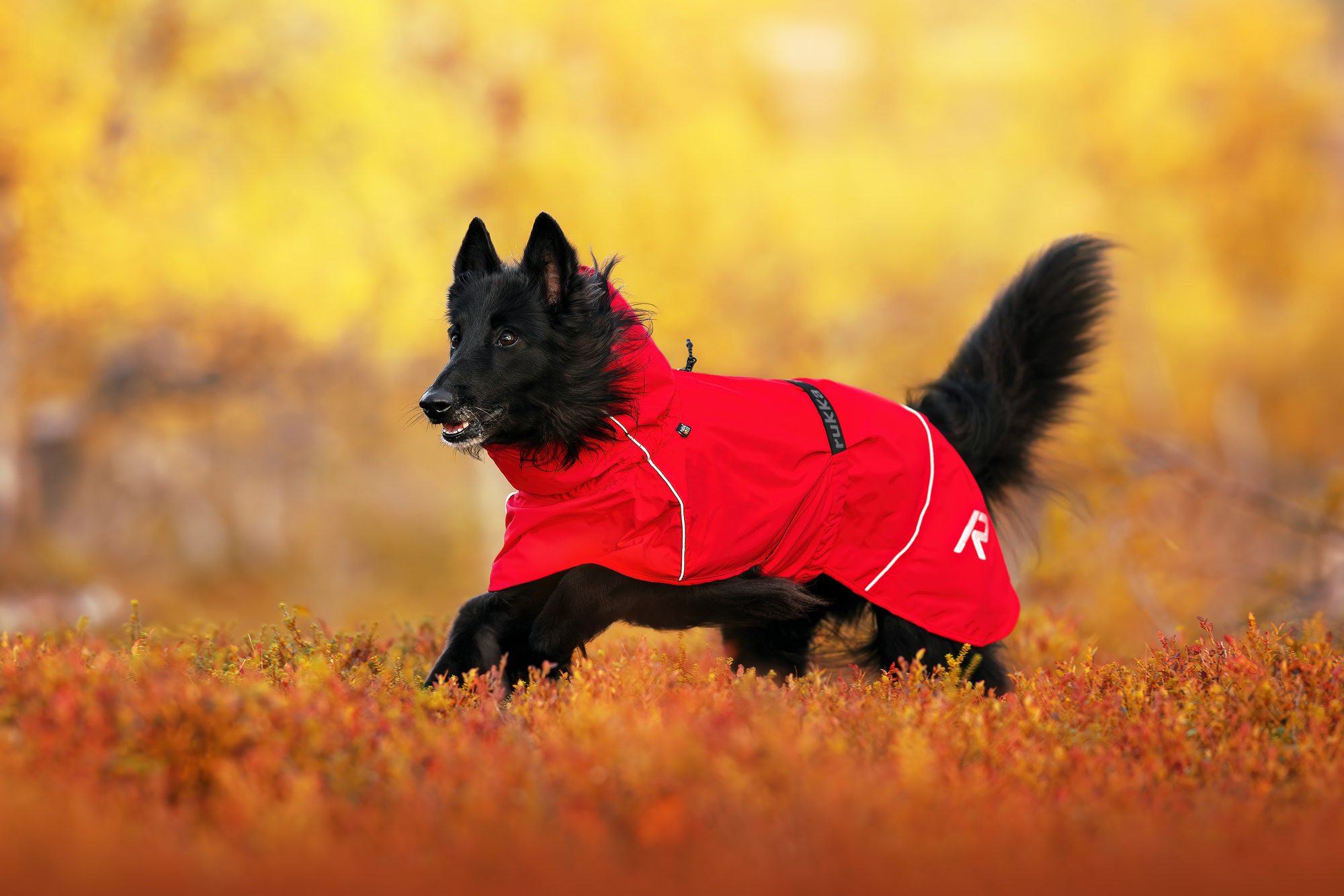 RUKKA Pets Raincoat Hayton X