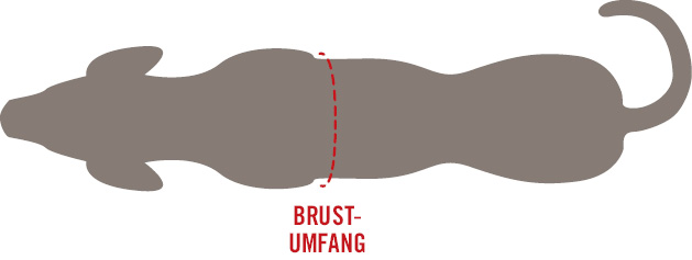 Measuring the chest girth of a dog from above