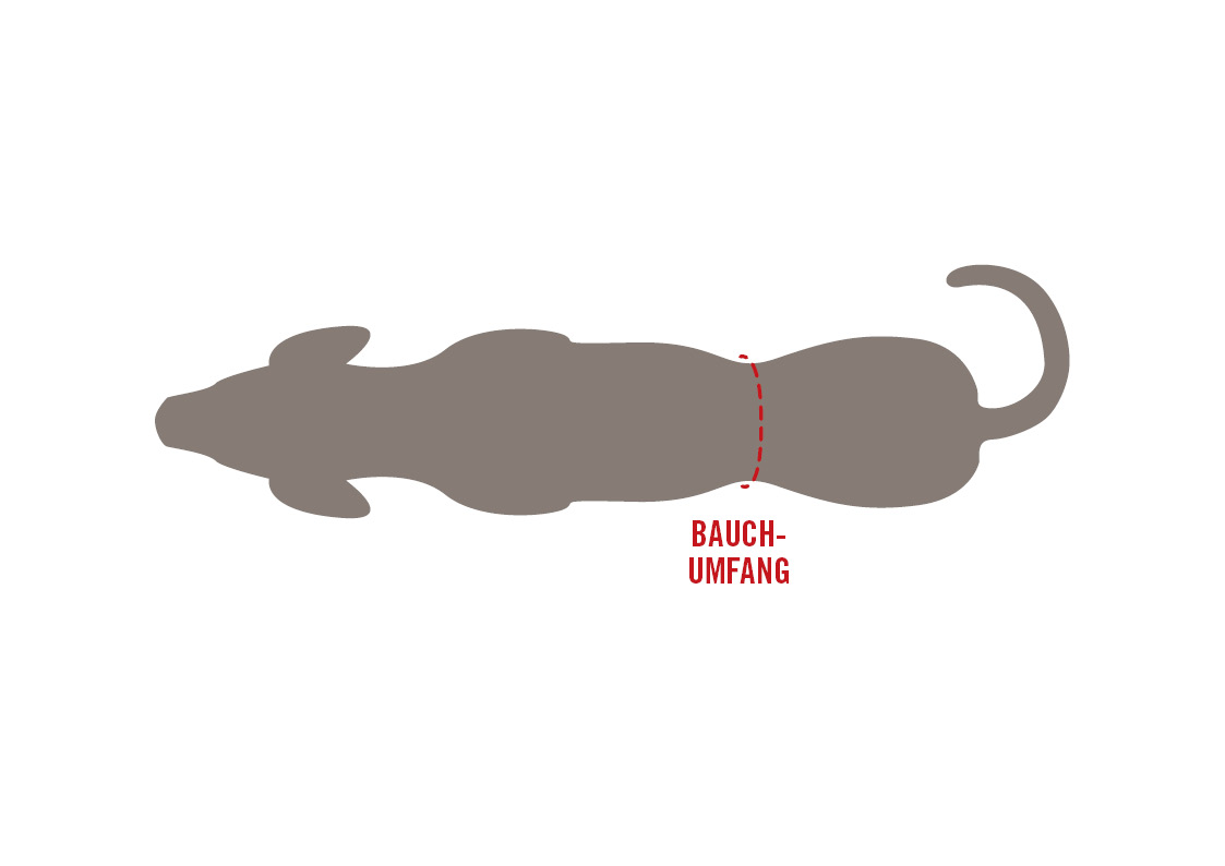 Measuring the belly girth of a dog from above