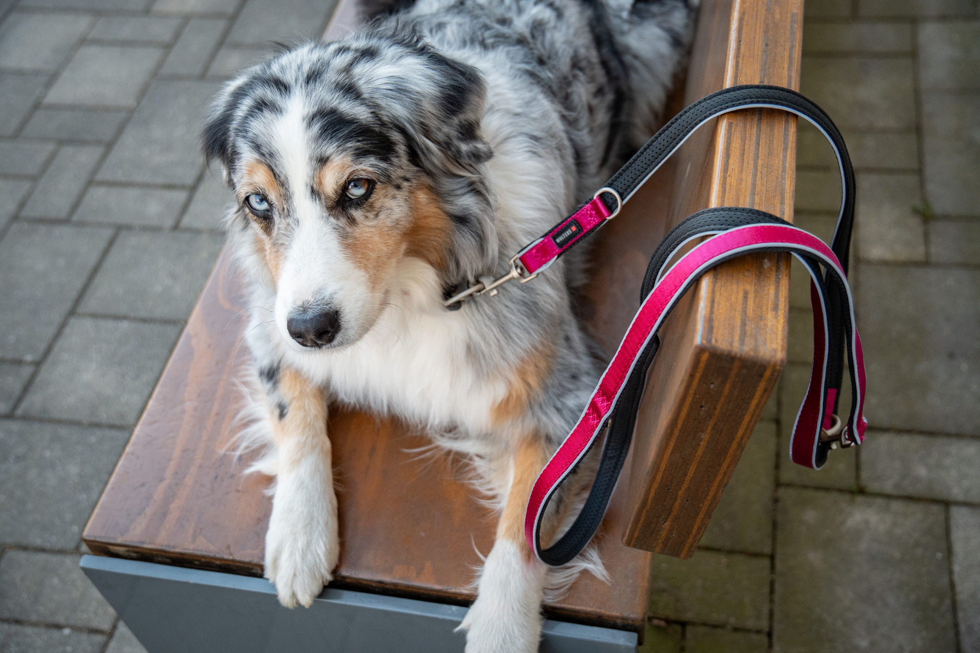 Active Pro Comfort Führleine WOLTERS cat & dog GmbH