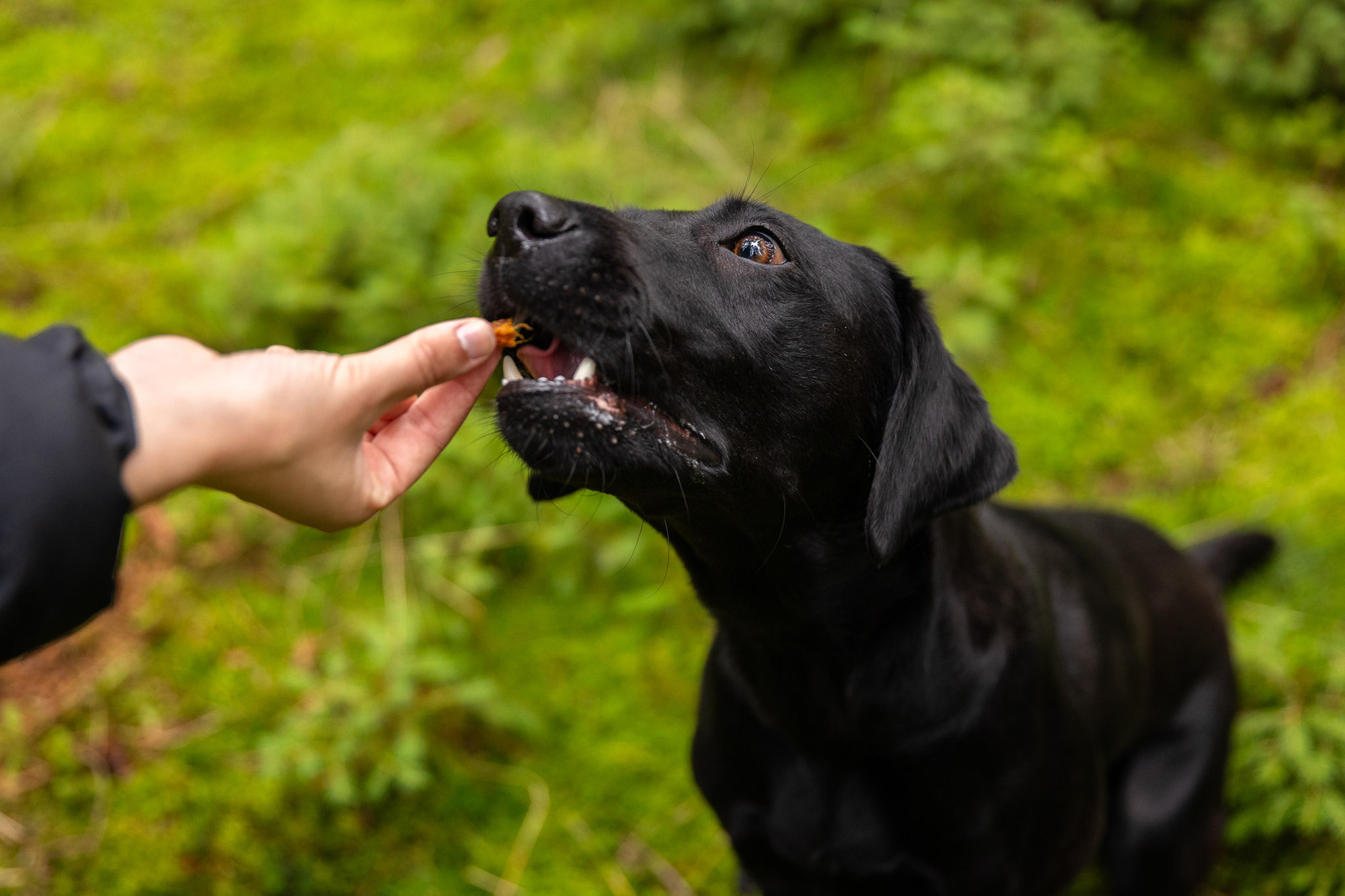 Wolf's Nature Free-Range Chicken Treats