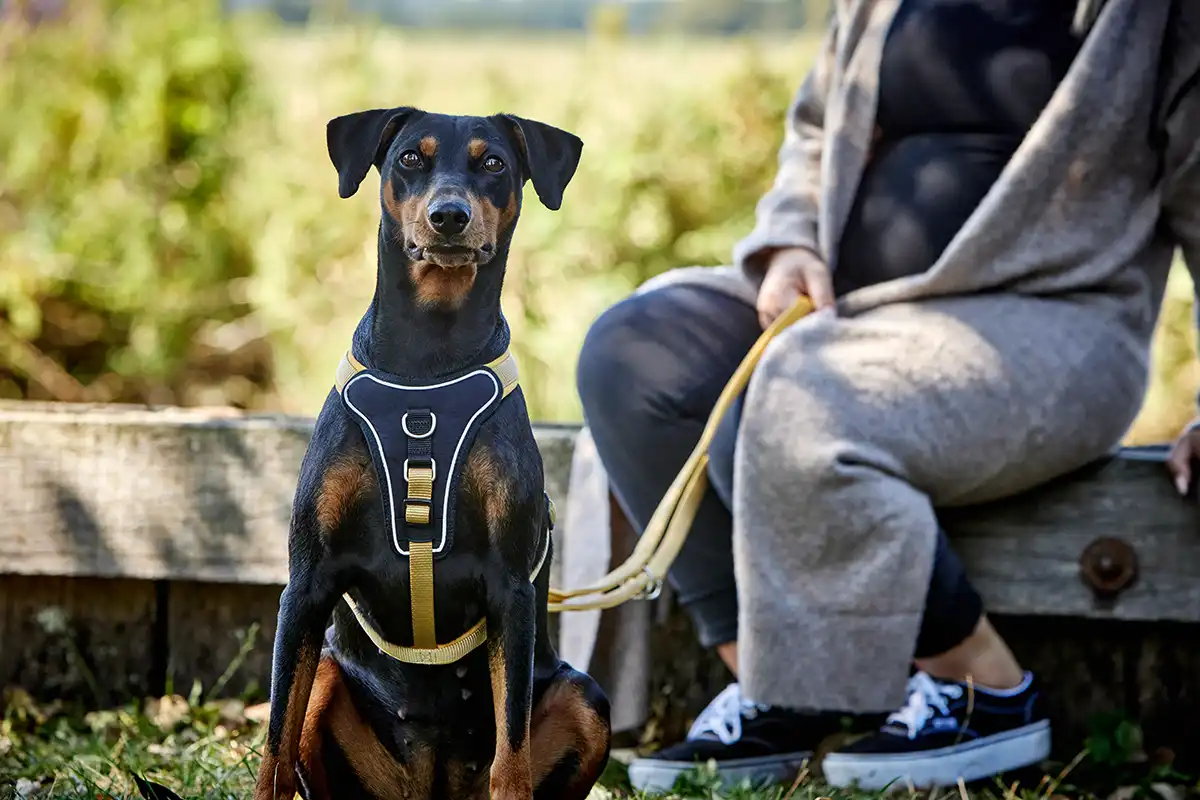 Wolters Geschirr Professional Comfort, Halsbänder & Leinen, Für den Hund, HUNDE