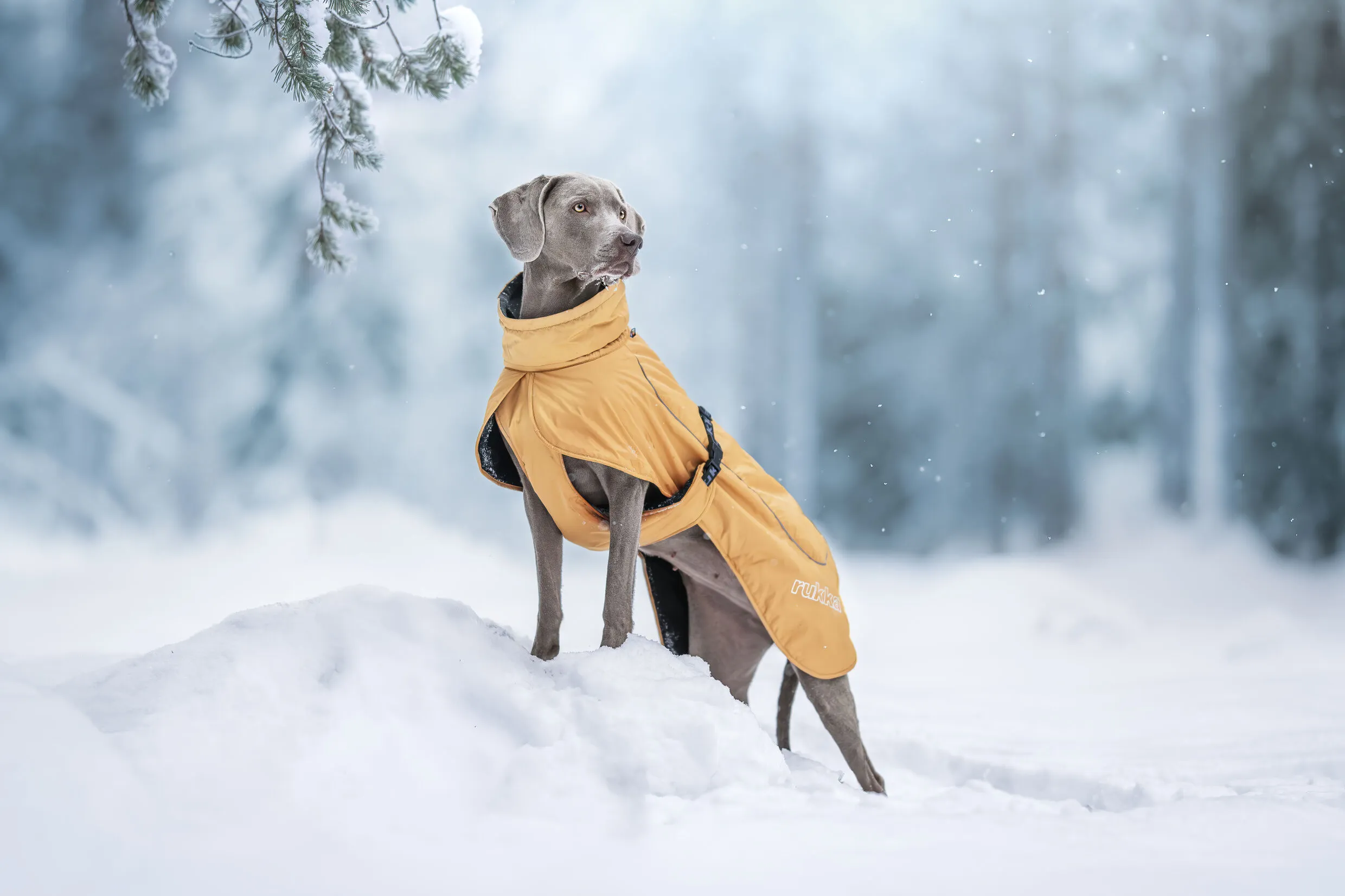 RUKKA Pets Winter Jacket Stormy