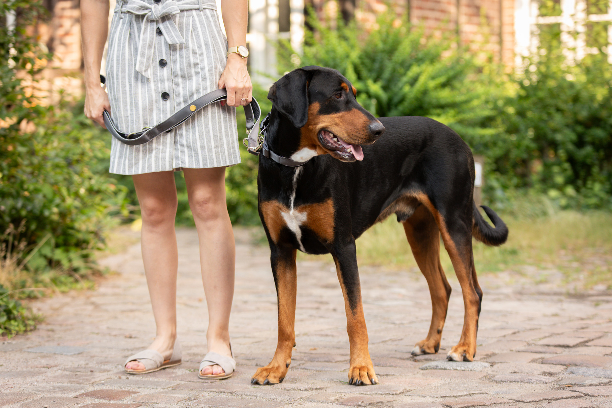StyleSnout Collar