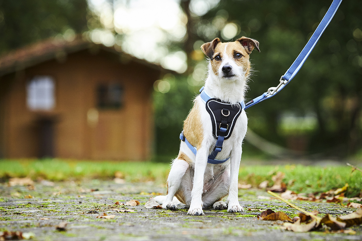 Professional Comfort Harness