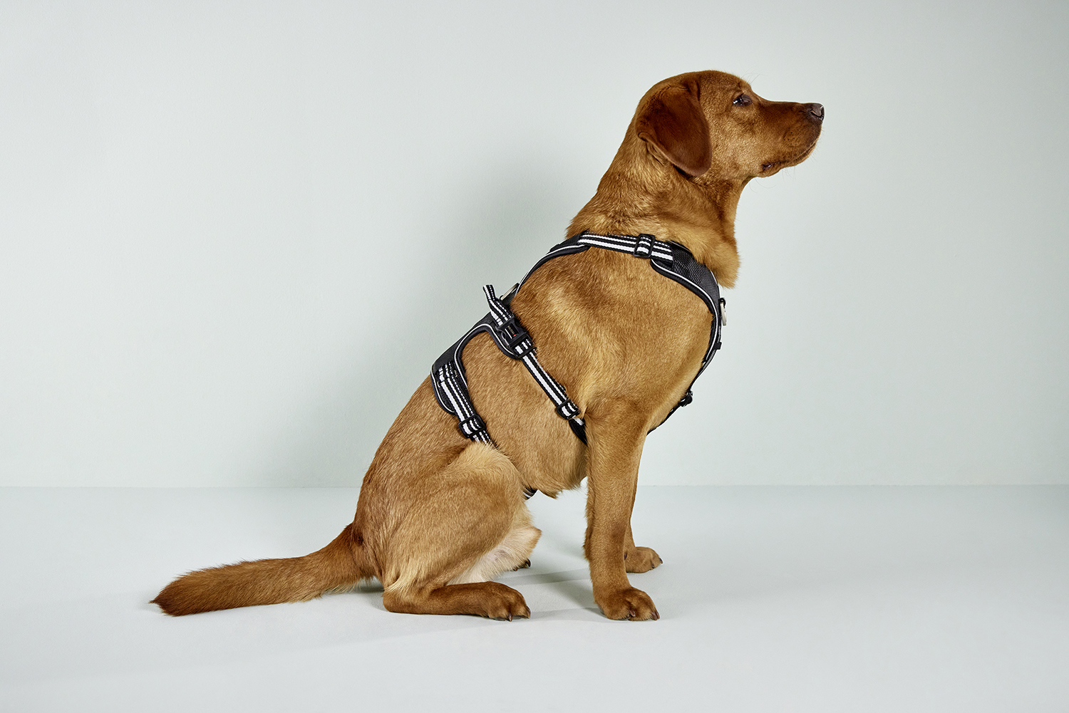 Active Pro harness No Escape 