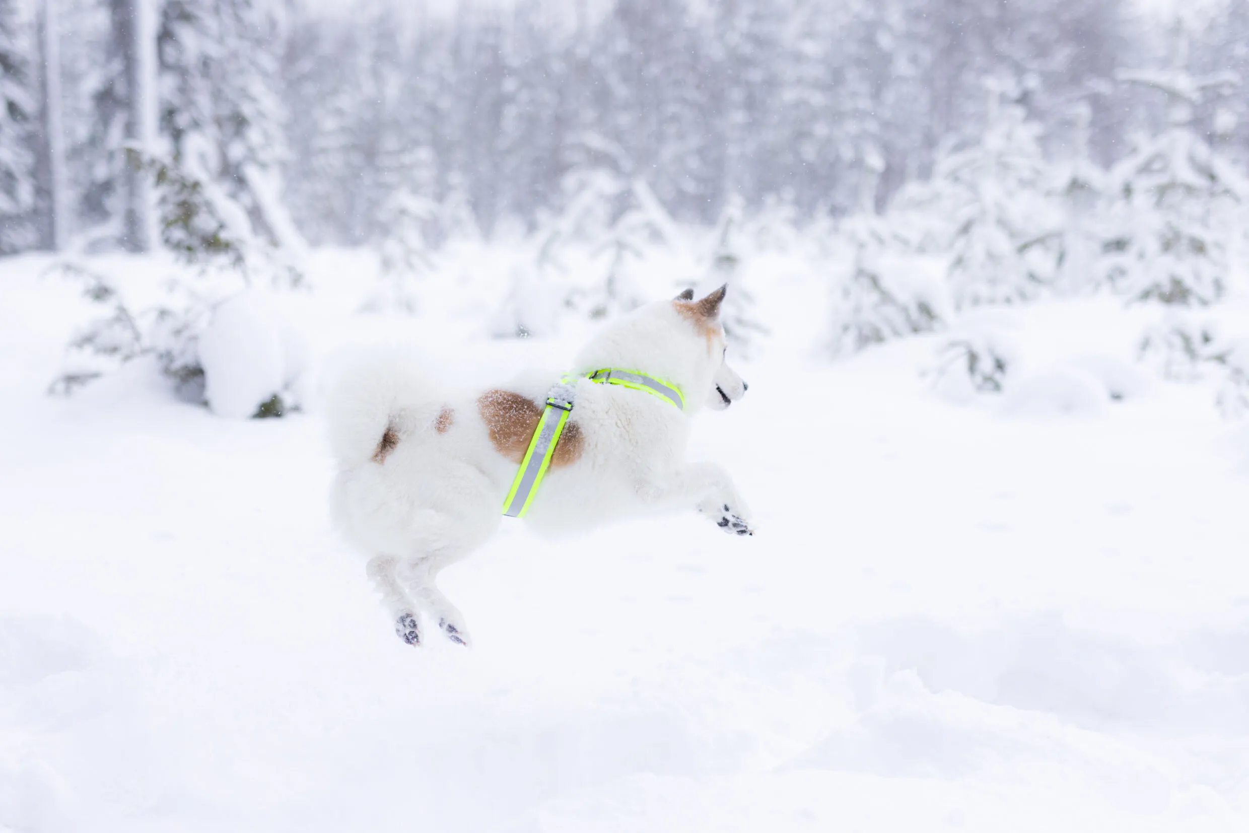 Rukka Pets Note Body Band