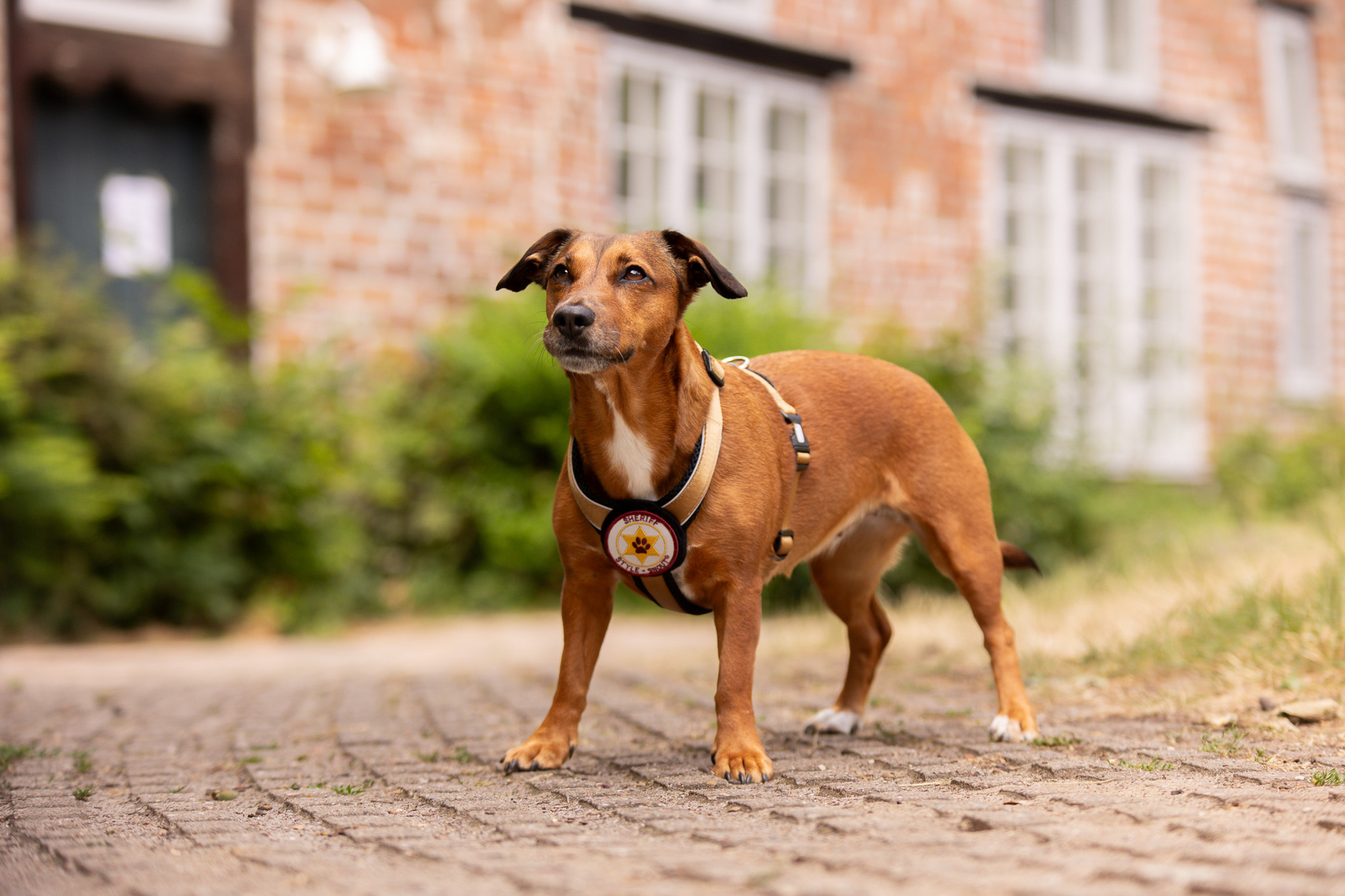 StyleSnout Patch&Style Harness
