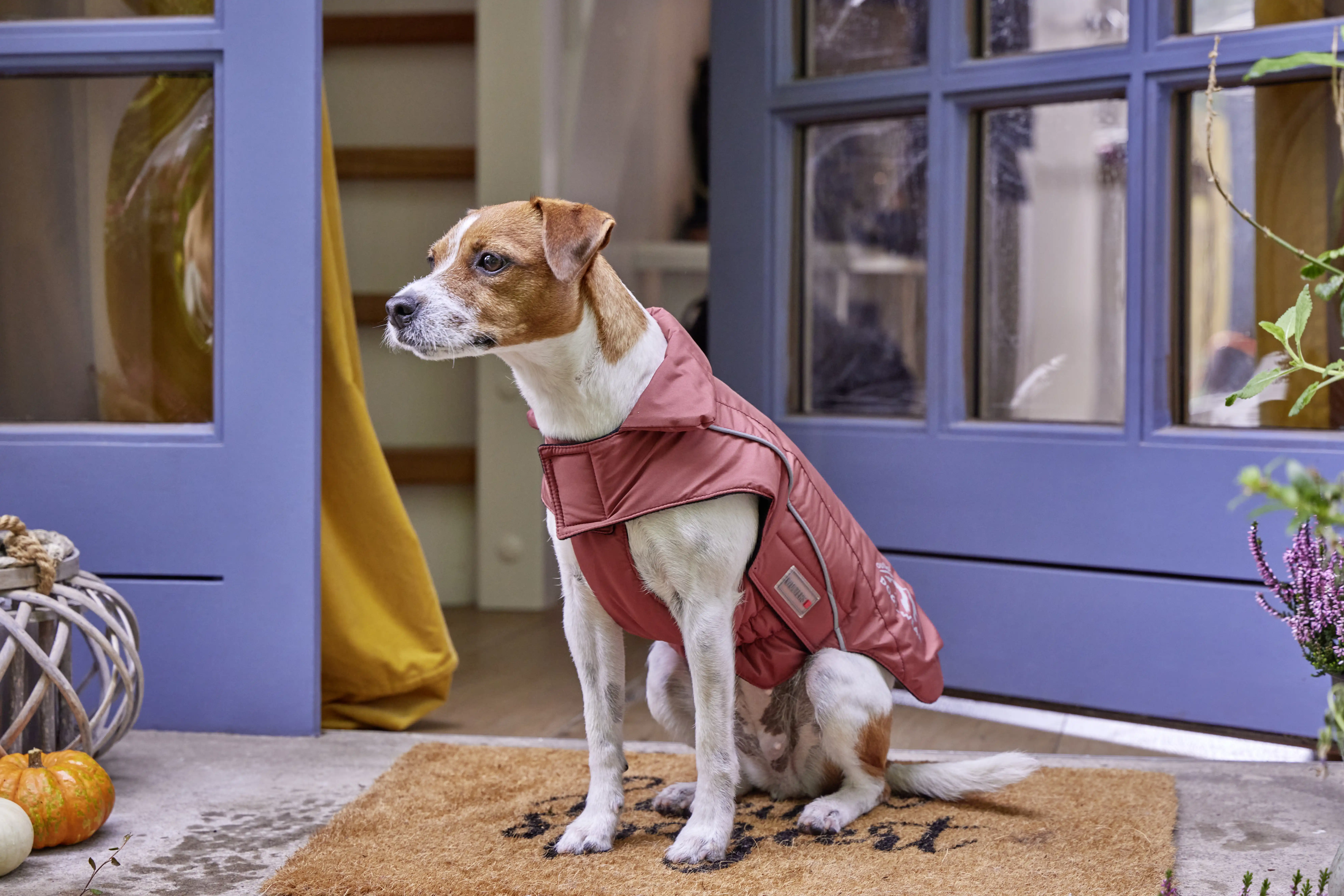 Wolters cat & dog online shop store