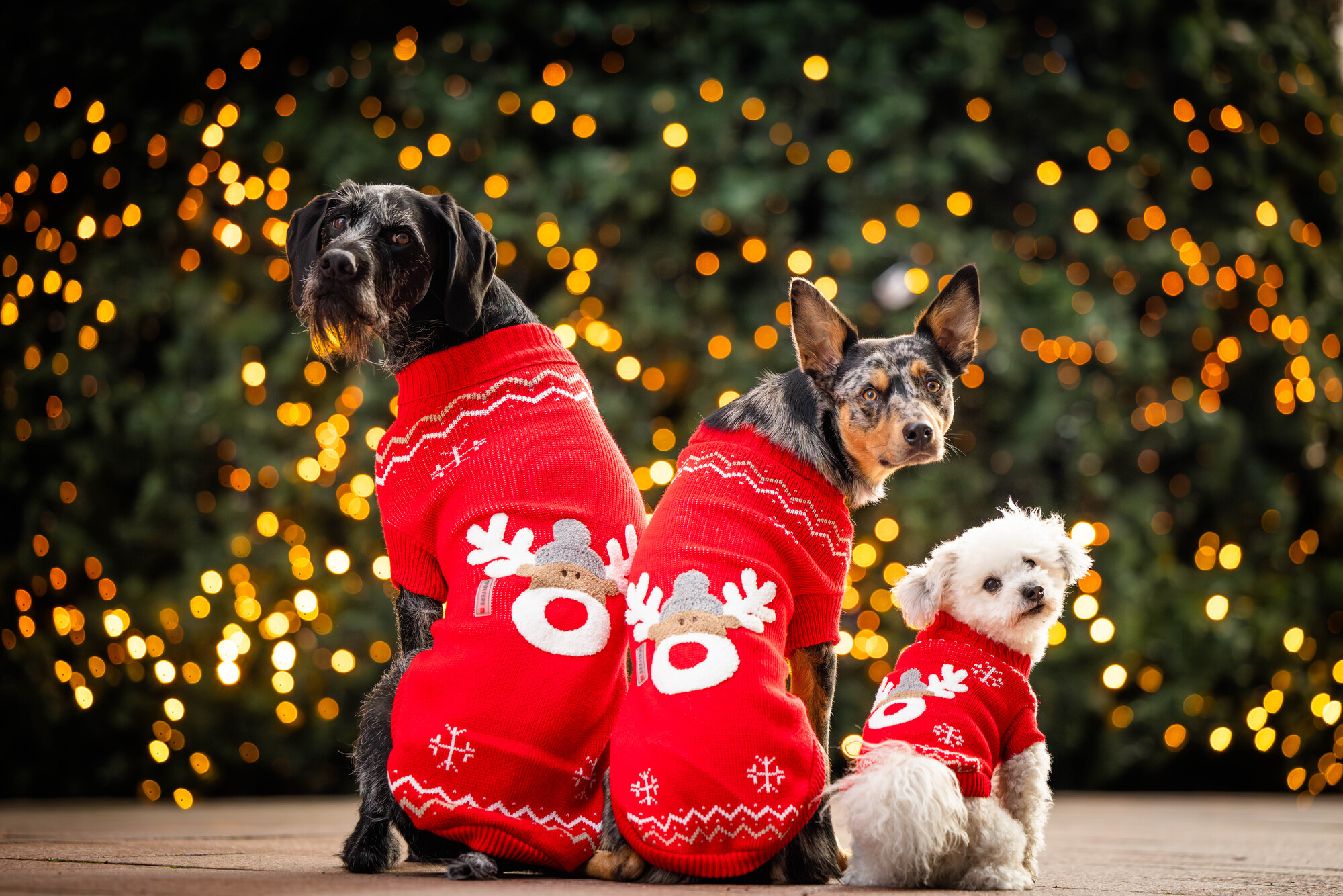 Rudi Knitted Jumper